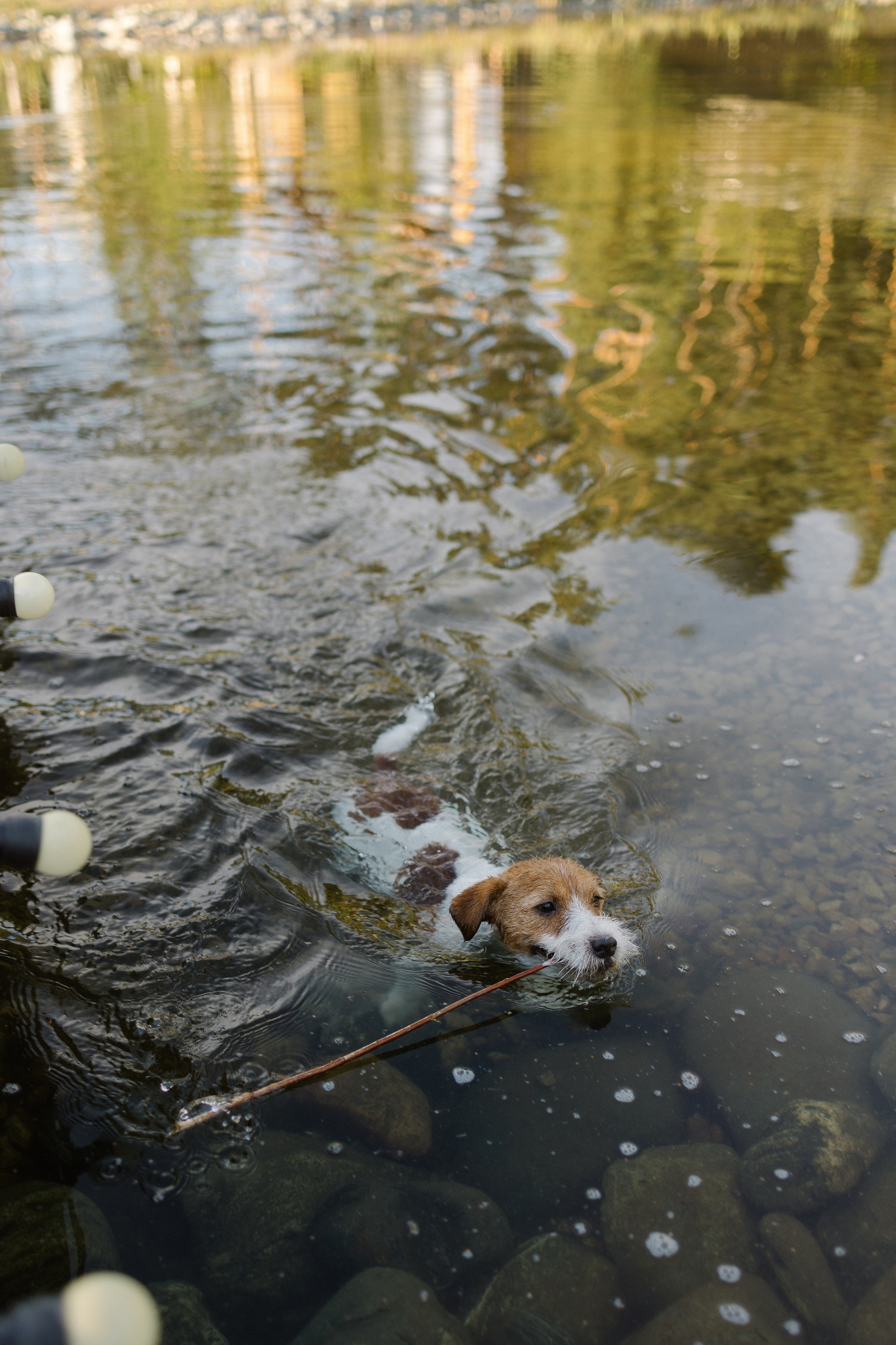 Ольга и её семья. Прогулка. Семейный фотограф Мария Маркова Москва и Одинцово