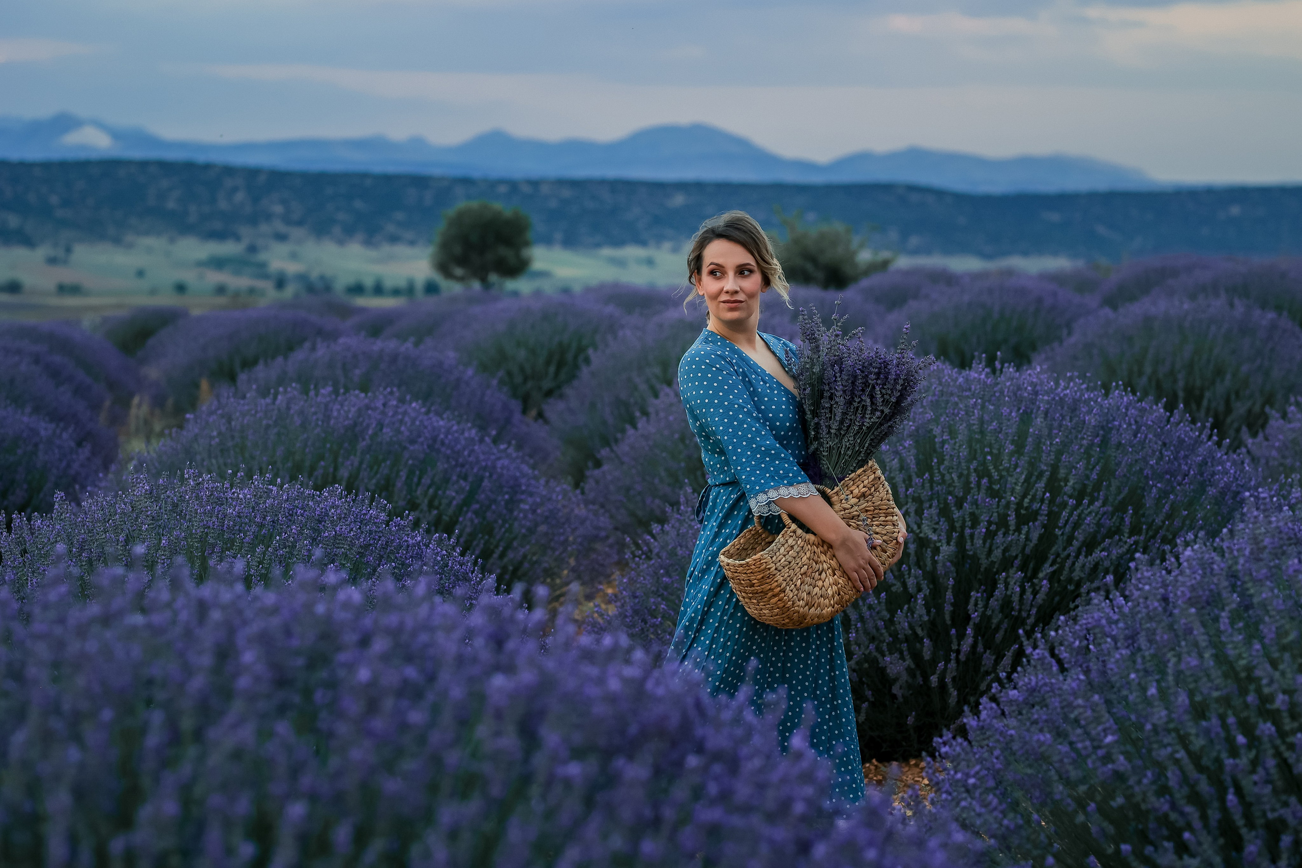Lavender fields in Turkey