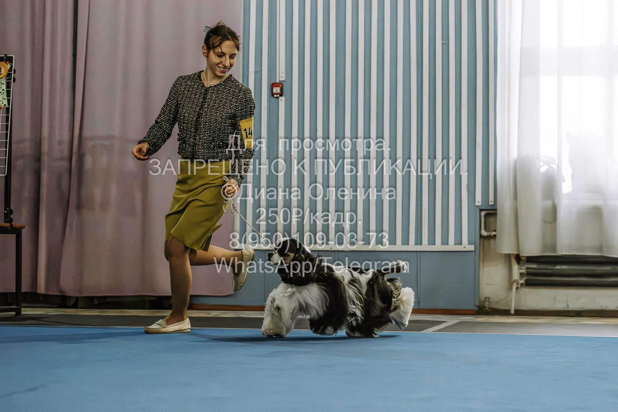 Выставка собак Красноярск 29.10.2023. Фотограф Диана Оленина Красноярск / Братск