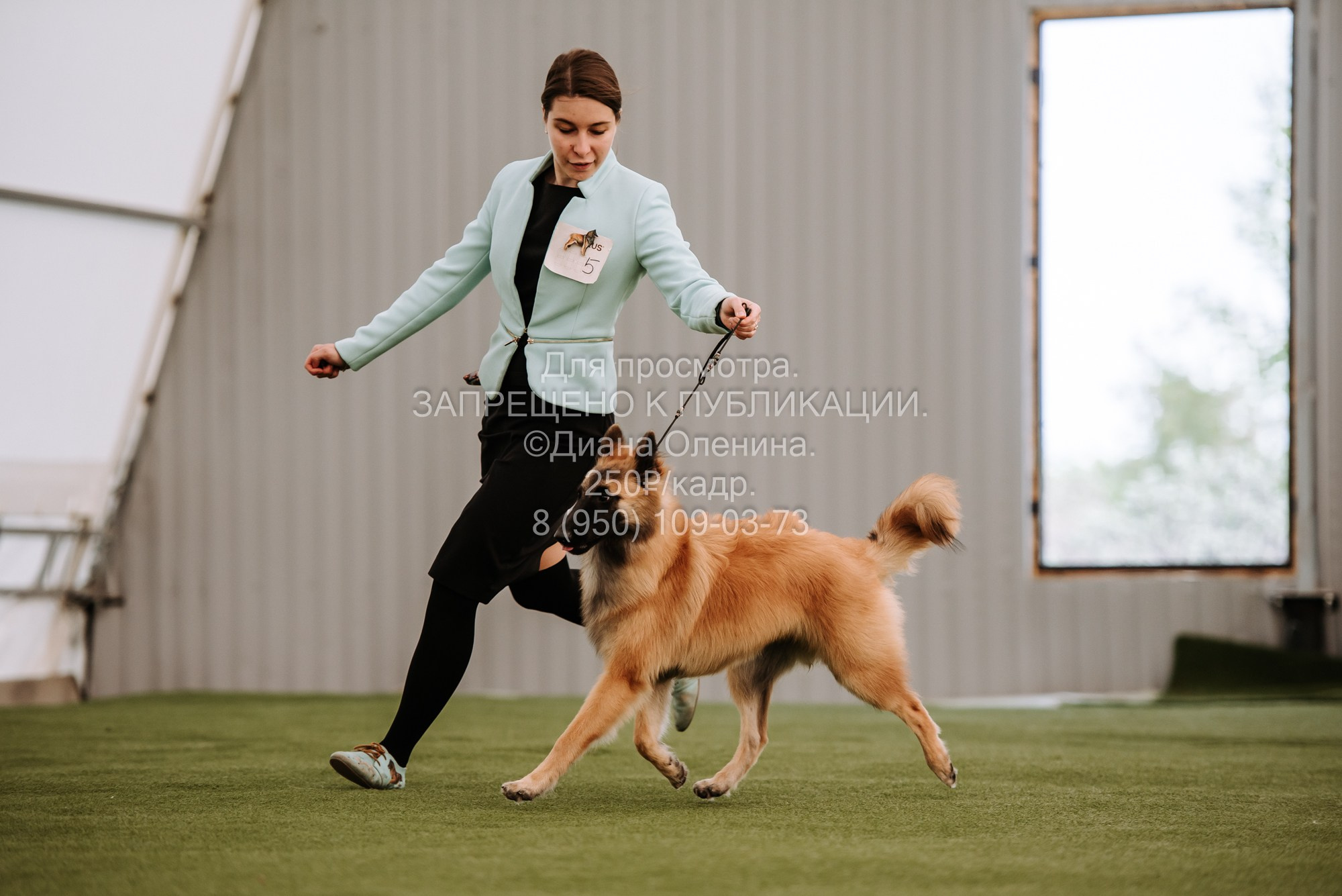 Выставка собак Красноярск 2.06. Фотограф Диана Оленина Красноярск / Братск