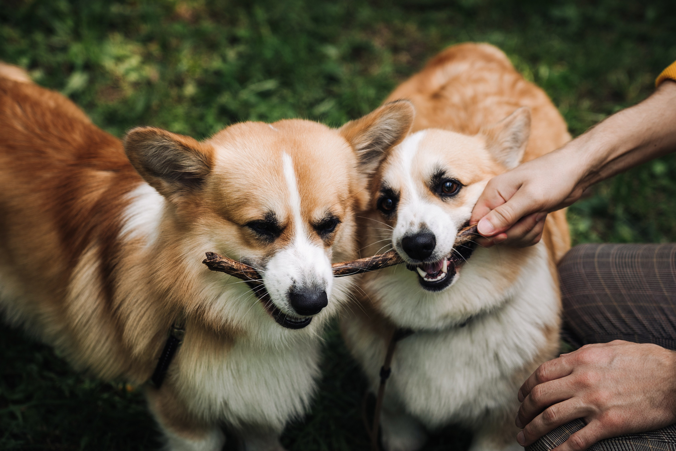 Съемки с животными. Https://instagram.com/ana.stasia.n