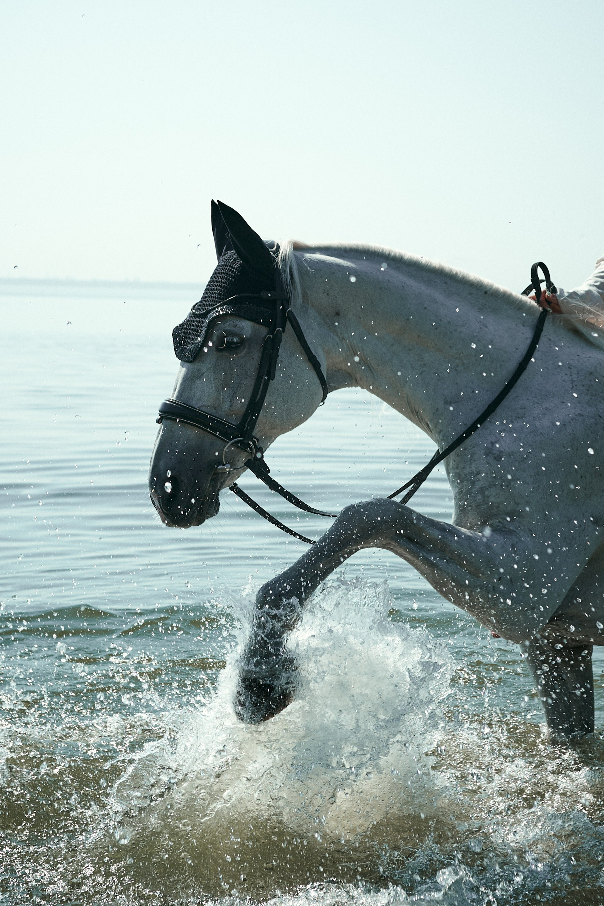 Horse Ear Bonnets. Фотосессии с лошадьми в Москве, Новосибирске