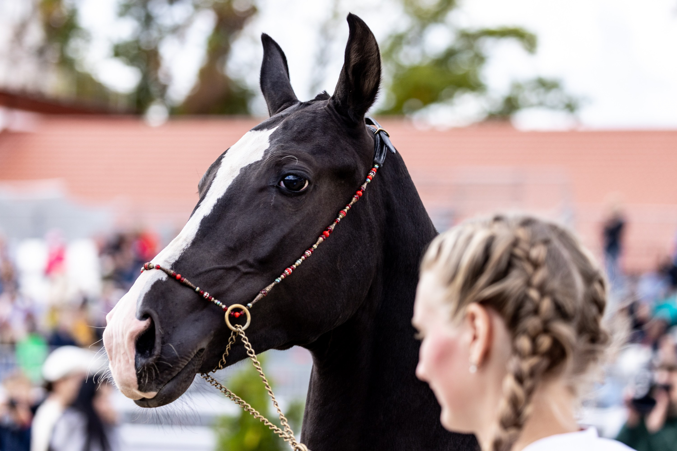Конные выставки. Mrs.Aquarelia Конный фотограф Марианна Леонтьева