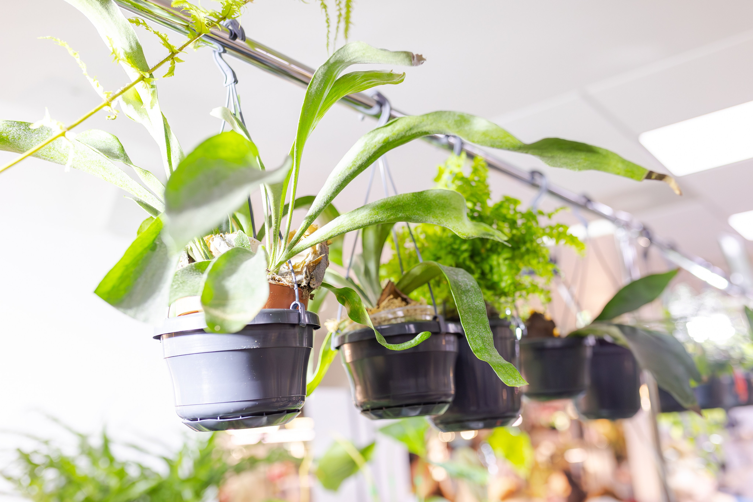 Монстериум апрель 2026. Александра Куликова фотограф, Москва