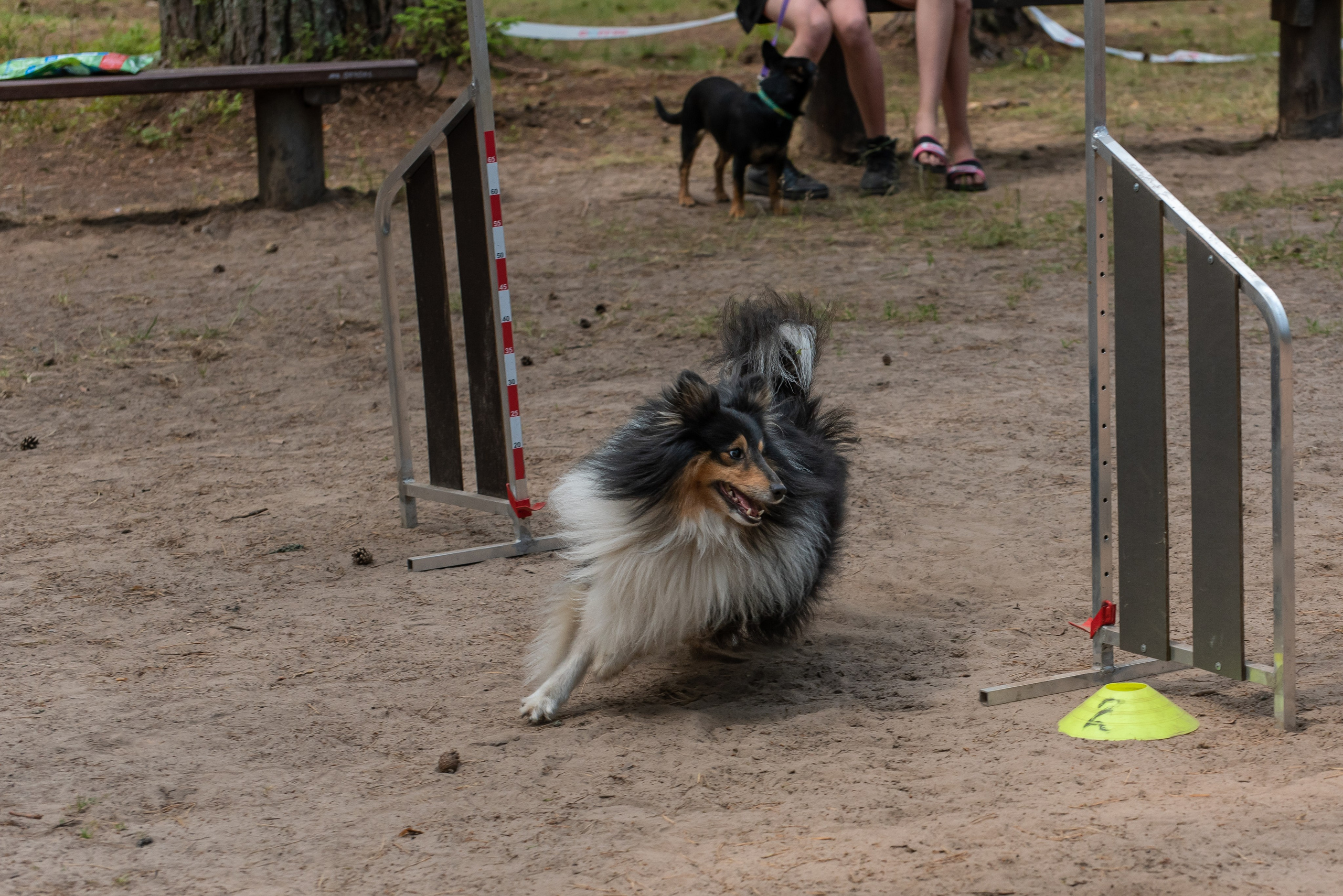 Хвостатые каникулы Детский кинологический лагерь. Фотограф Макс Огурцов в Нижнем Новгороде