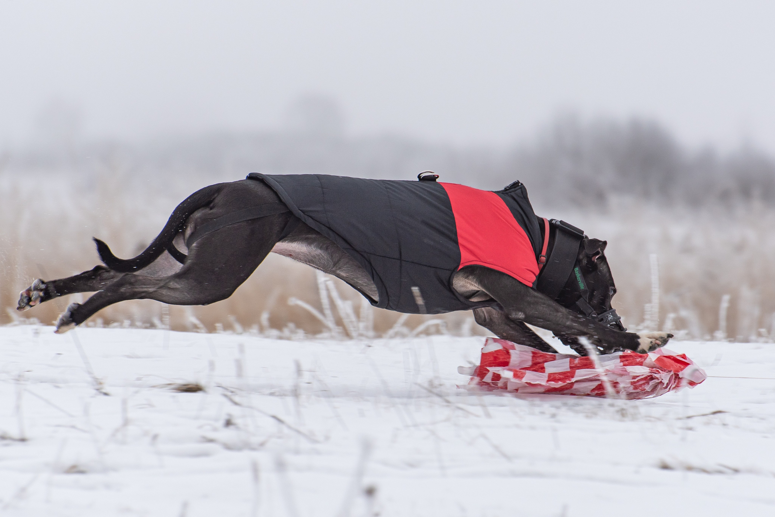 Бега за механической приманкой (Курсинг). Фотограф Макс Огурцов в Нижнем Новгороде