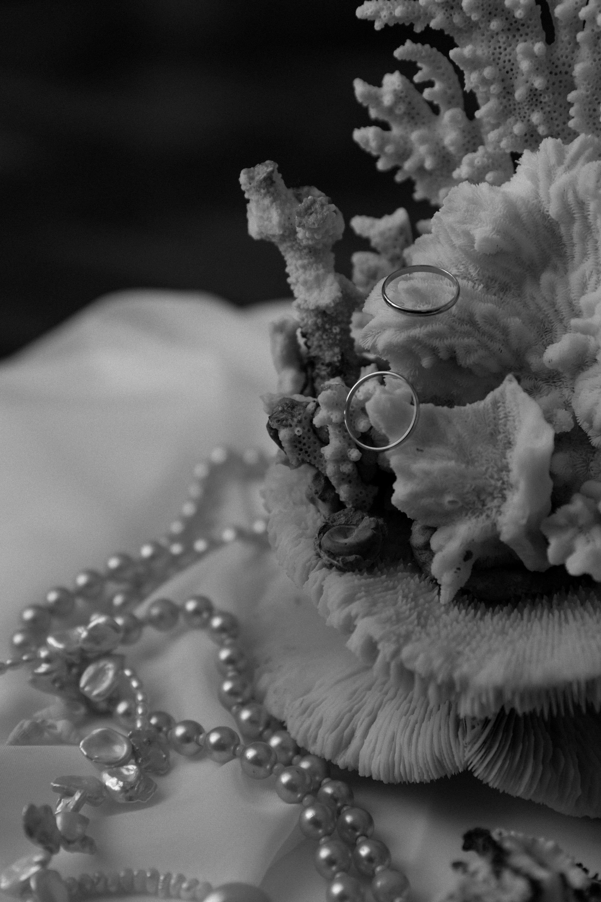 Артем, Алина и Питер. Фотограф Сергиев Посад Москва Хованская Екатерина