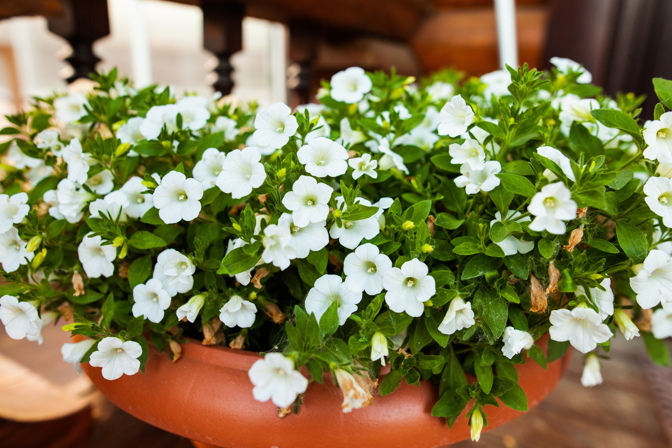 Семейная фотосессия дома, Нижний новгород.репортажная съемка дня рождения. Фотограф на крещение и венчание в Нижнем Новгороде.Свадебный Фотограф