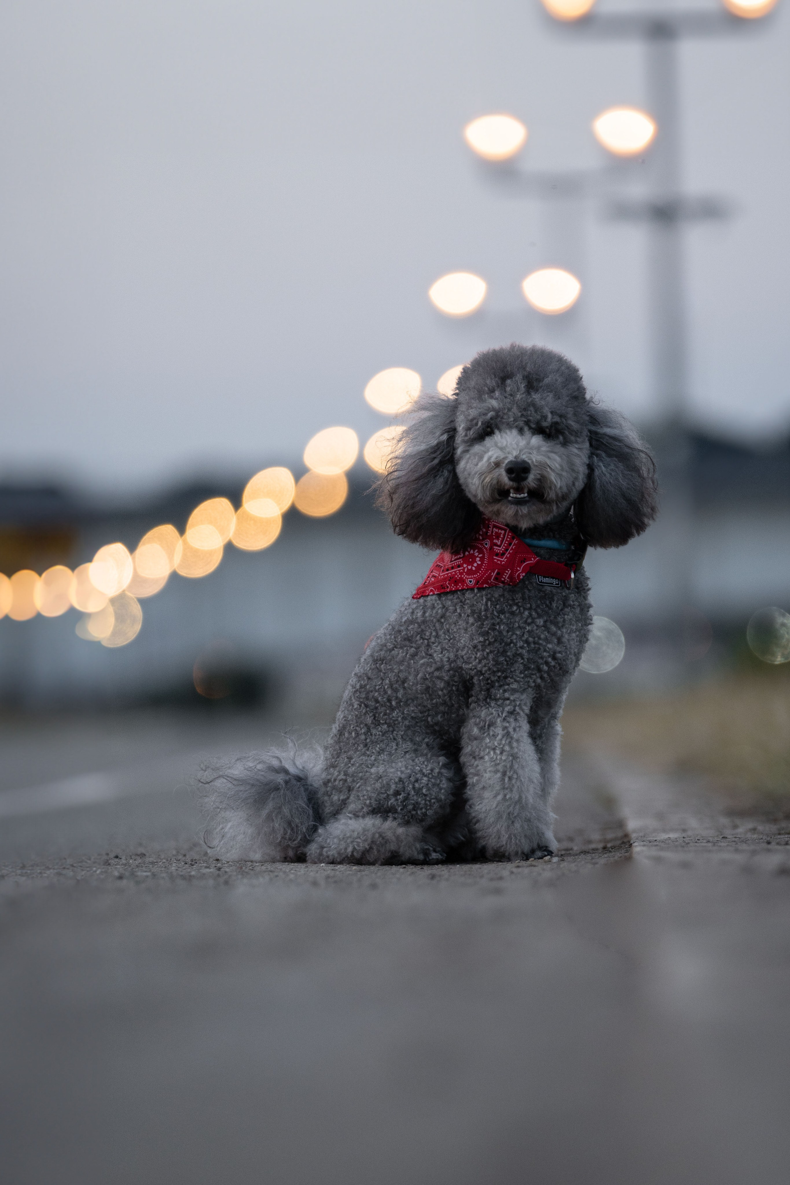 В Белграде на набережной. Фотограф анималист