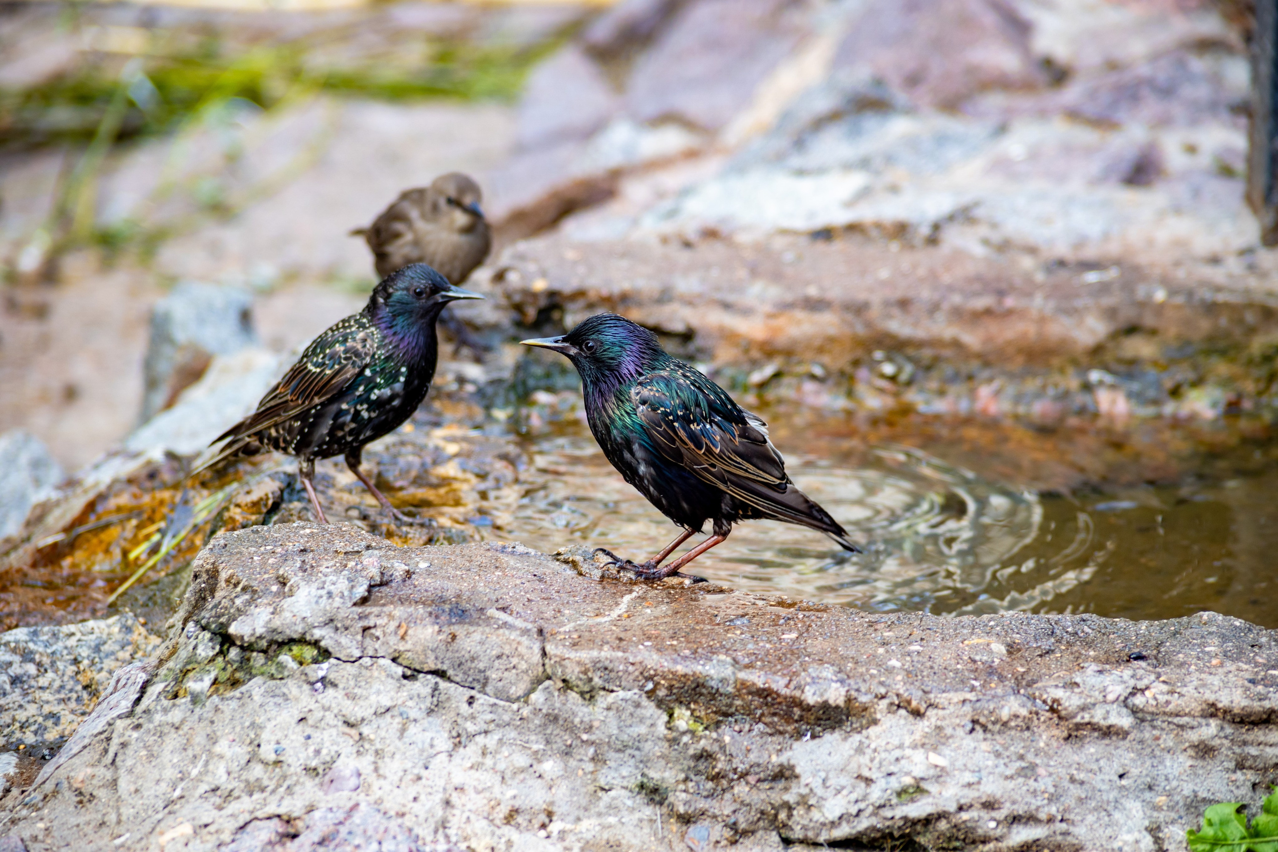 Услуги. Имидж Технологии — репортажная фотография в Кирове Кировской области. Производство сувенирных магнитов, заливных этикеток и значков