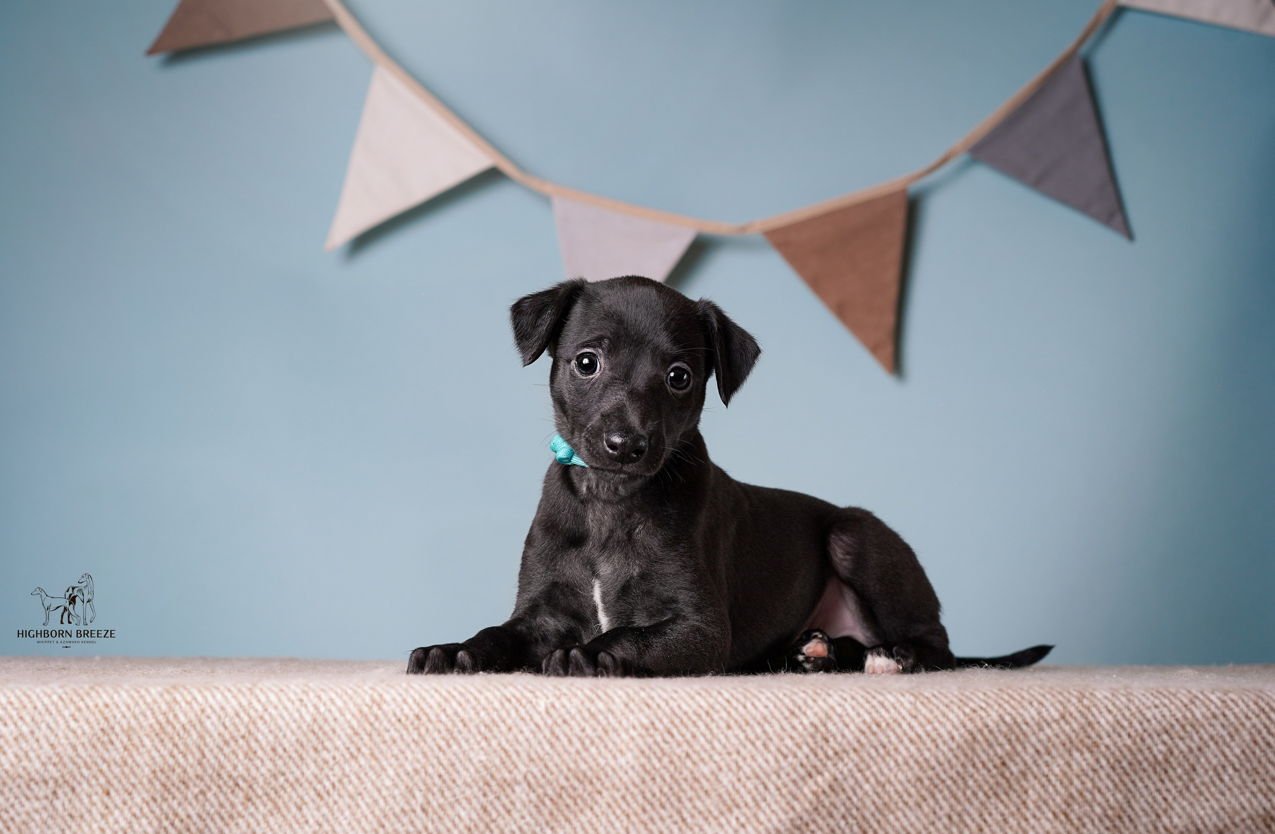 Щенки уиппета. Фотограф-анималист в Санкт-Петербурге Яна Мартынова