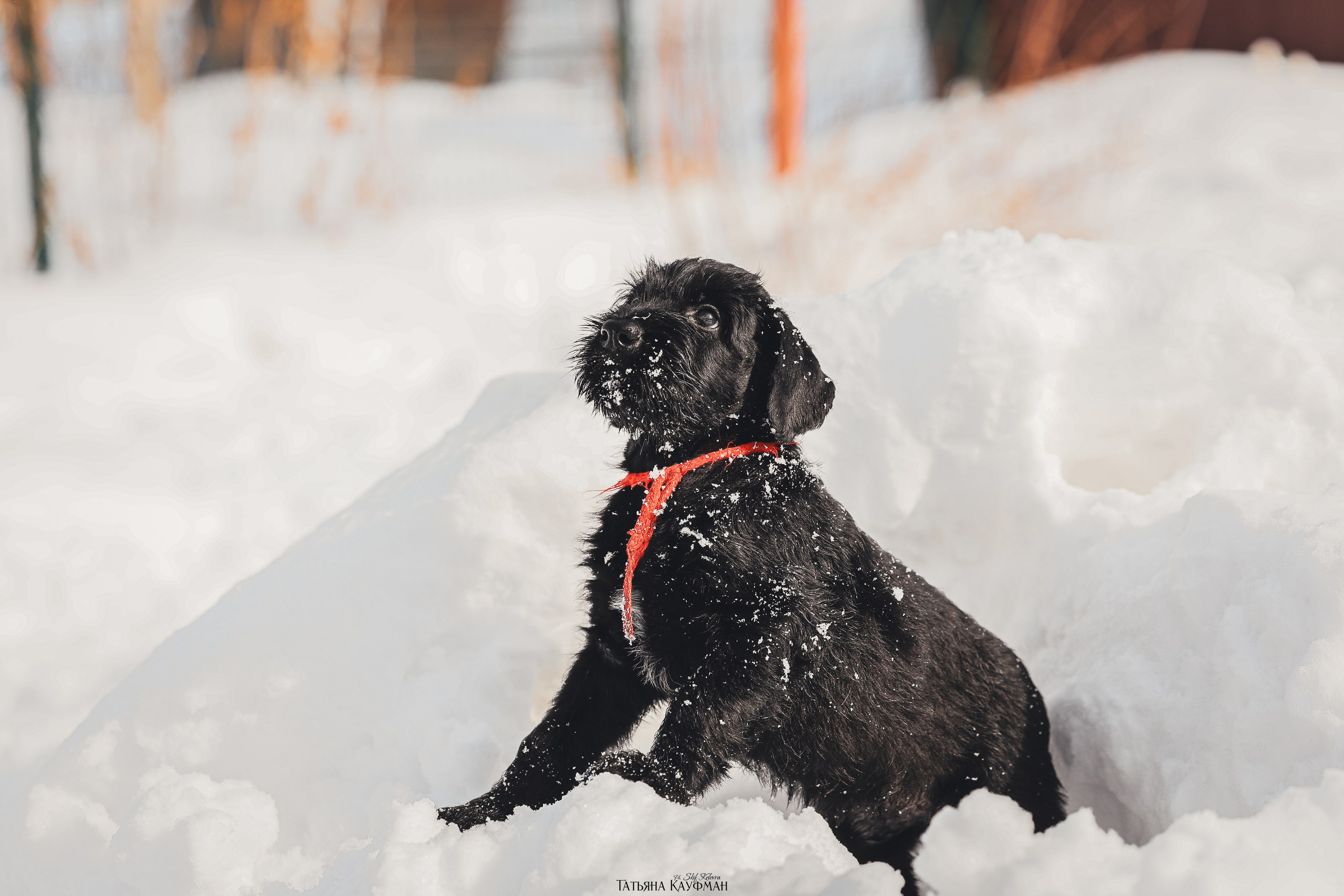 Ризеншнауцер, щенки ризеншнауцера, купить ризеншнауцера, купить щенка, ризеншнауцер Новосибирск, фотосъемка щенков, фотосессия собак, заказать фотосессию, фотографии щенков, сфотографировать щенка, фотограф Анималист, фотограф собак Новосибирск, фотограф анималист Новосибирск