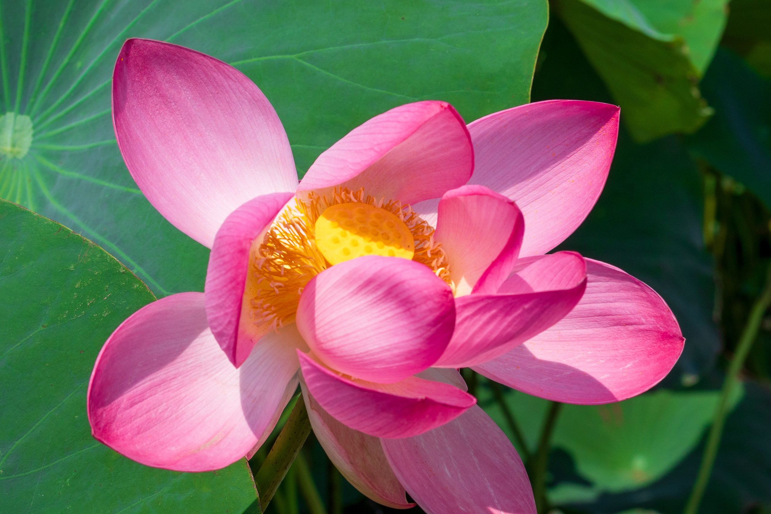 ЛОТОСЫ. Фотограф Владимир Роля