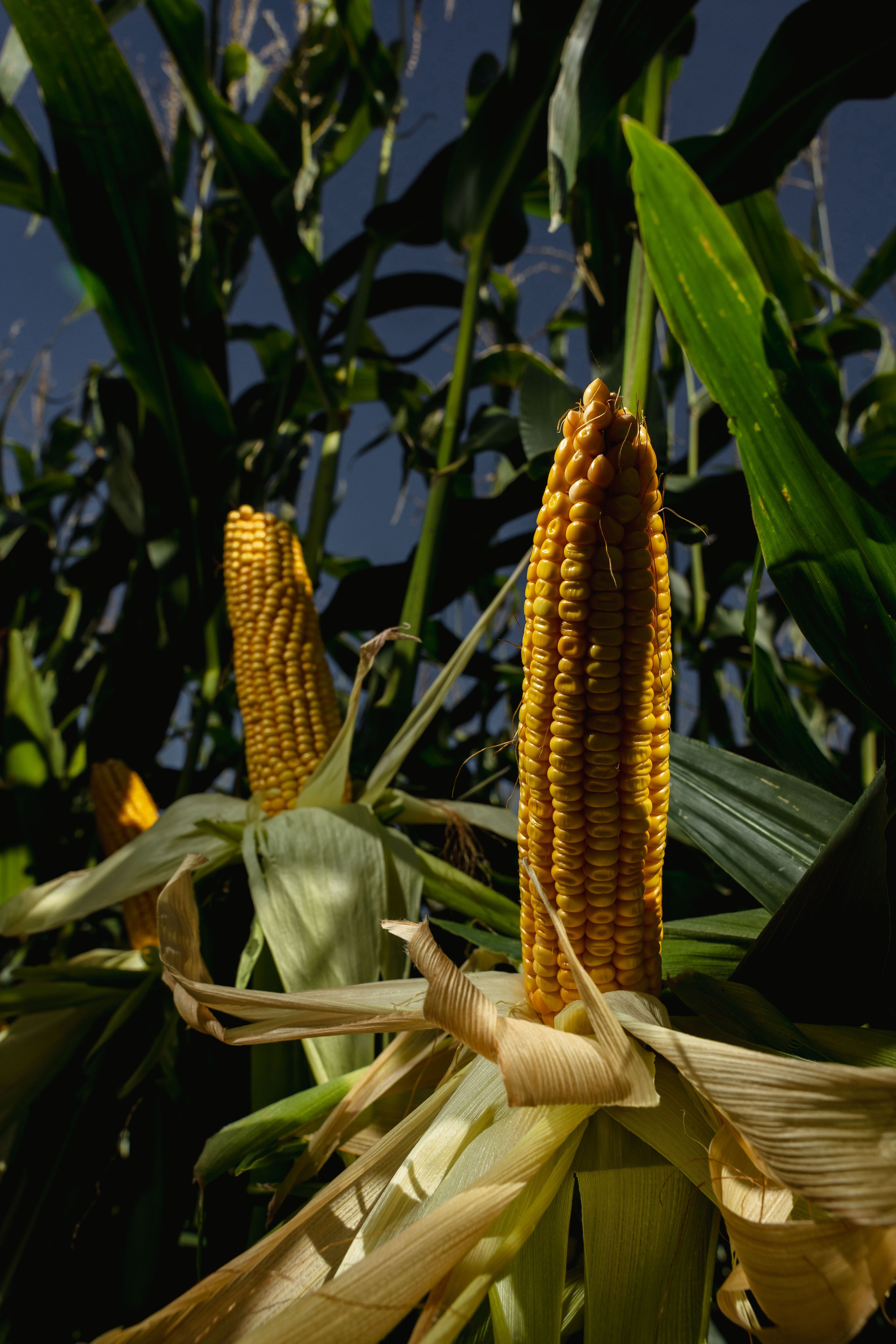 Коммерция. Портретный и событийный фотограф в Барнауле, Москве, Новосибирске