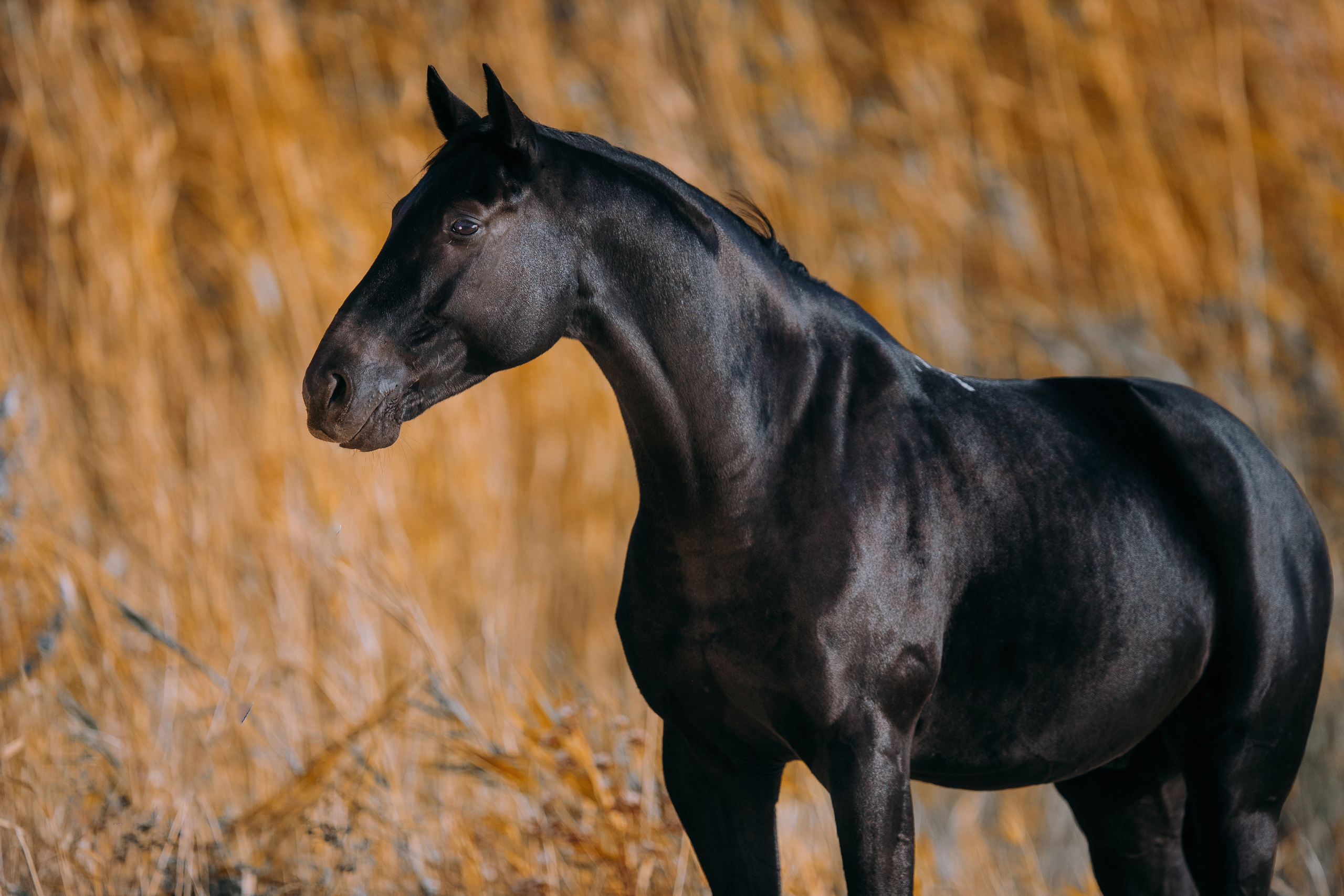 На природе. Фотограф-анималист Ксендзова Кристина