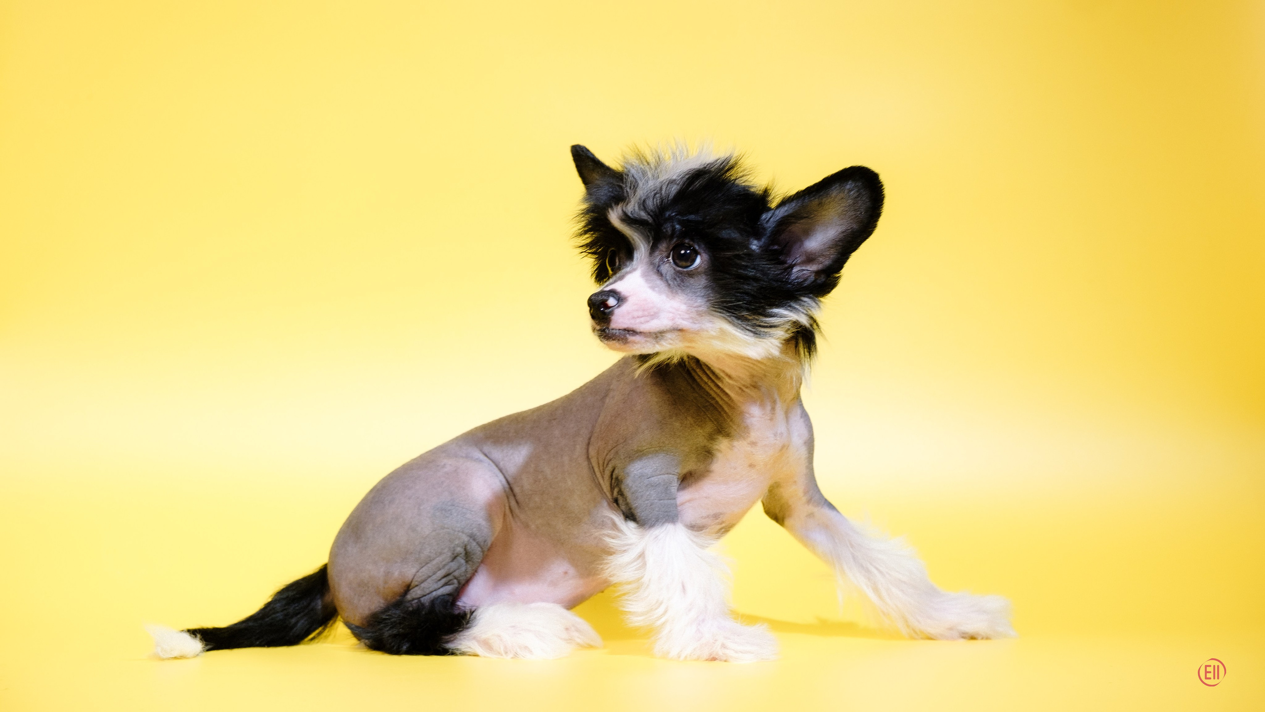 Poale Ell Dasha. Poale Ell Chinese Crested Dog Kennel: Buy a puppy from the kennel