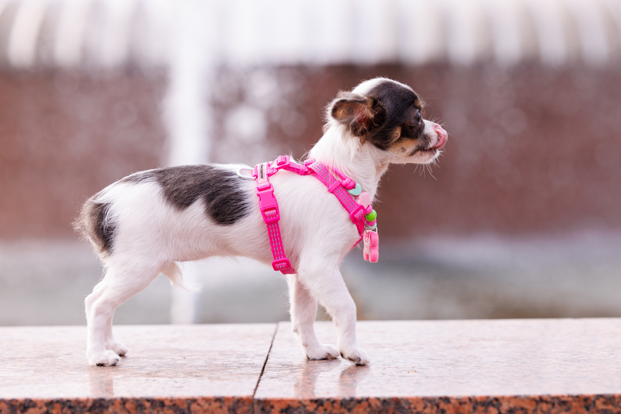 PetShopDays2026. Фотограф Александр Заломаев