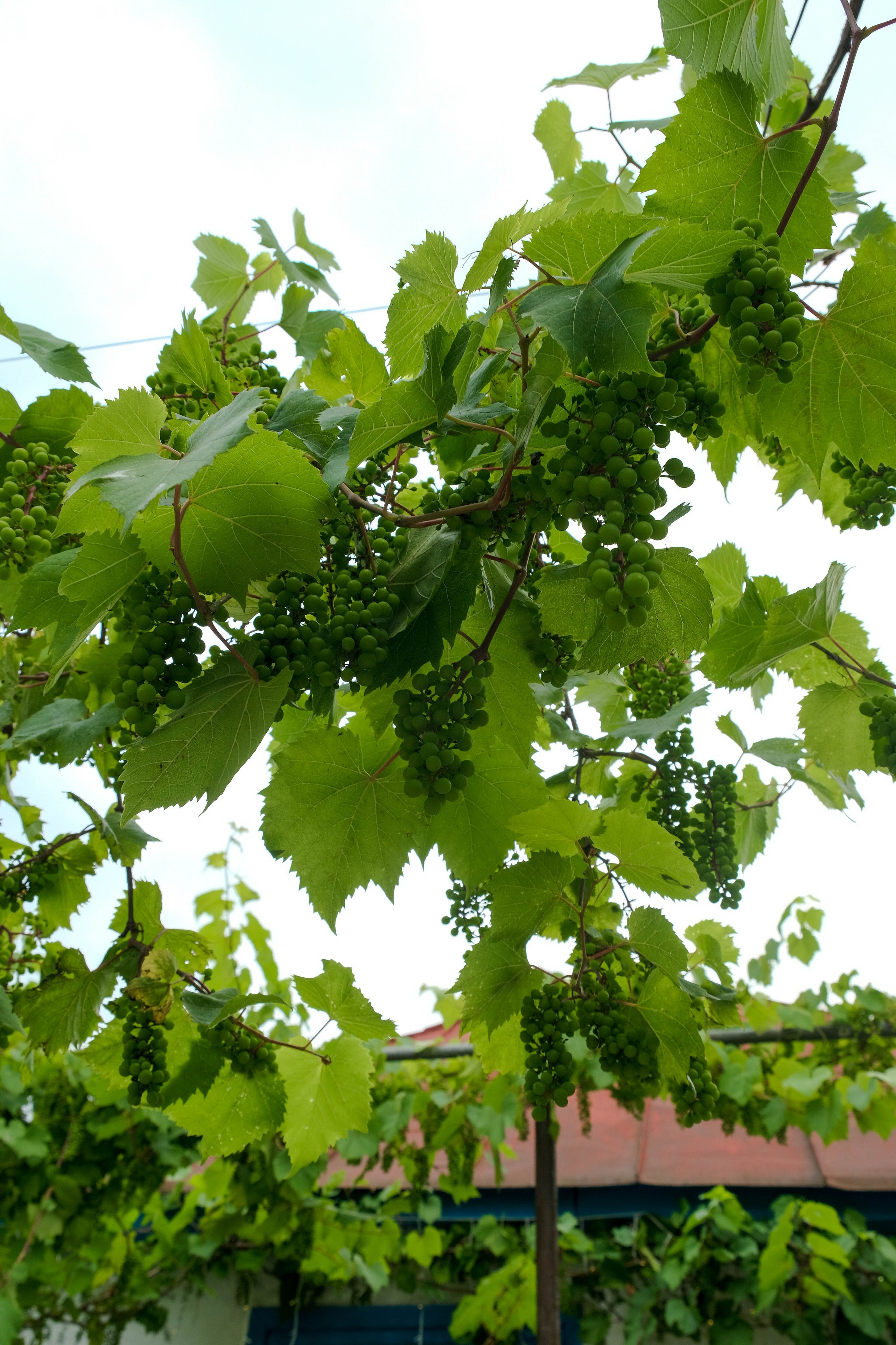 Репортажная съемка