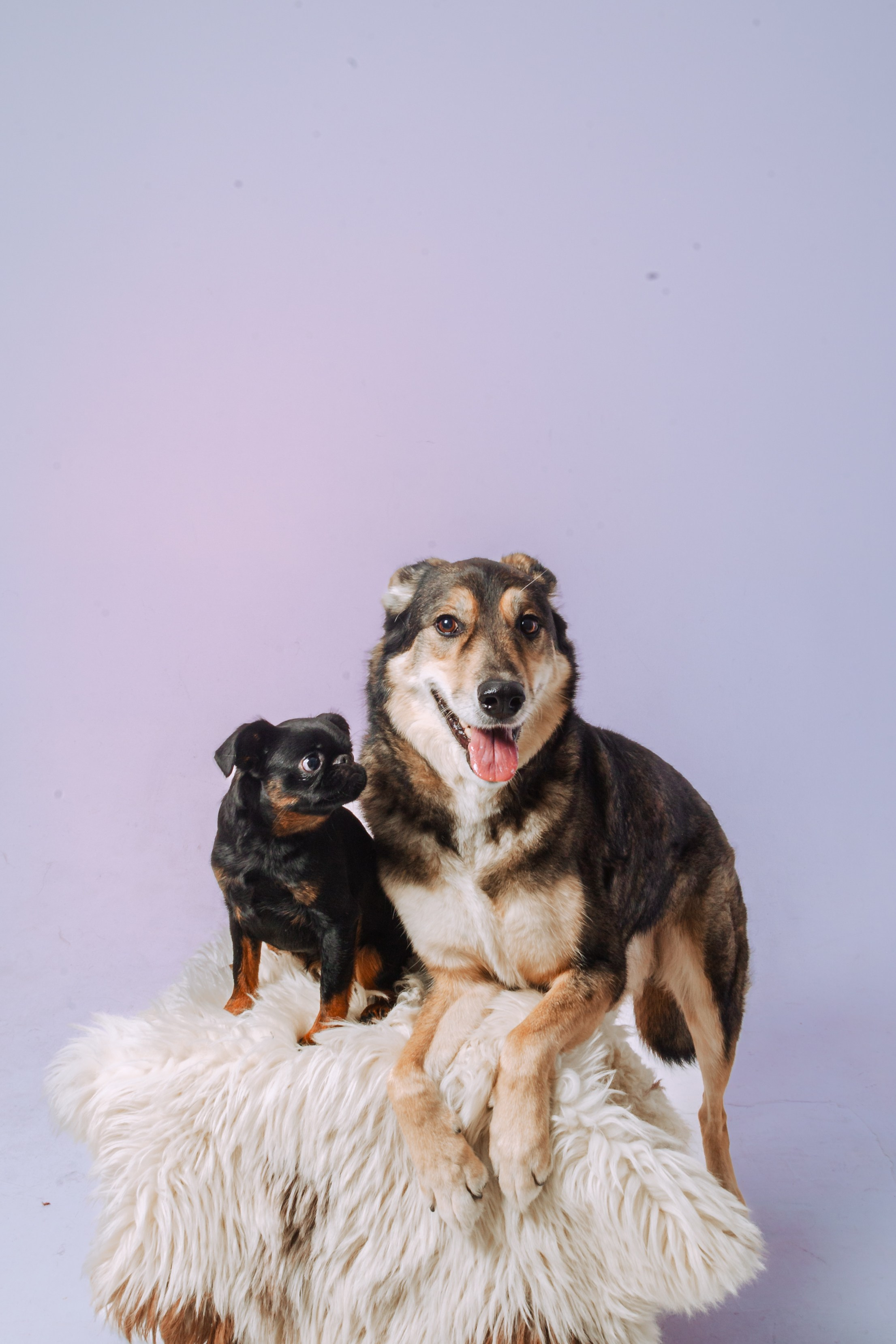 Студийная фотосессия с цветным светом. Фотограф-анималист Татьяна Степанова