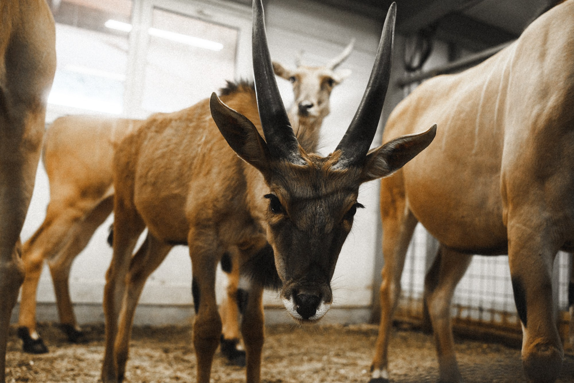 Карельский зоопарк. Zekons. Фото, видео, нейросети