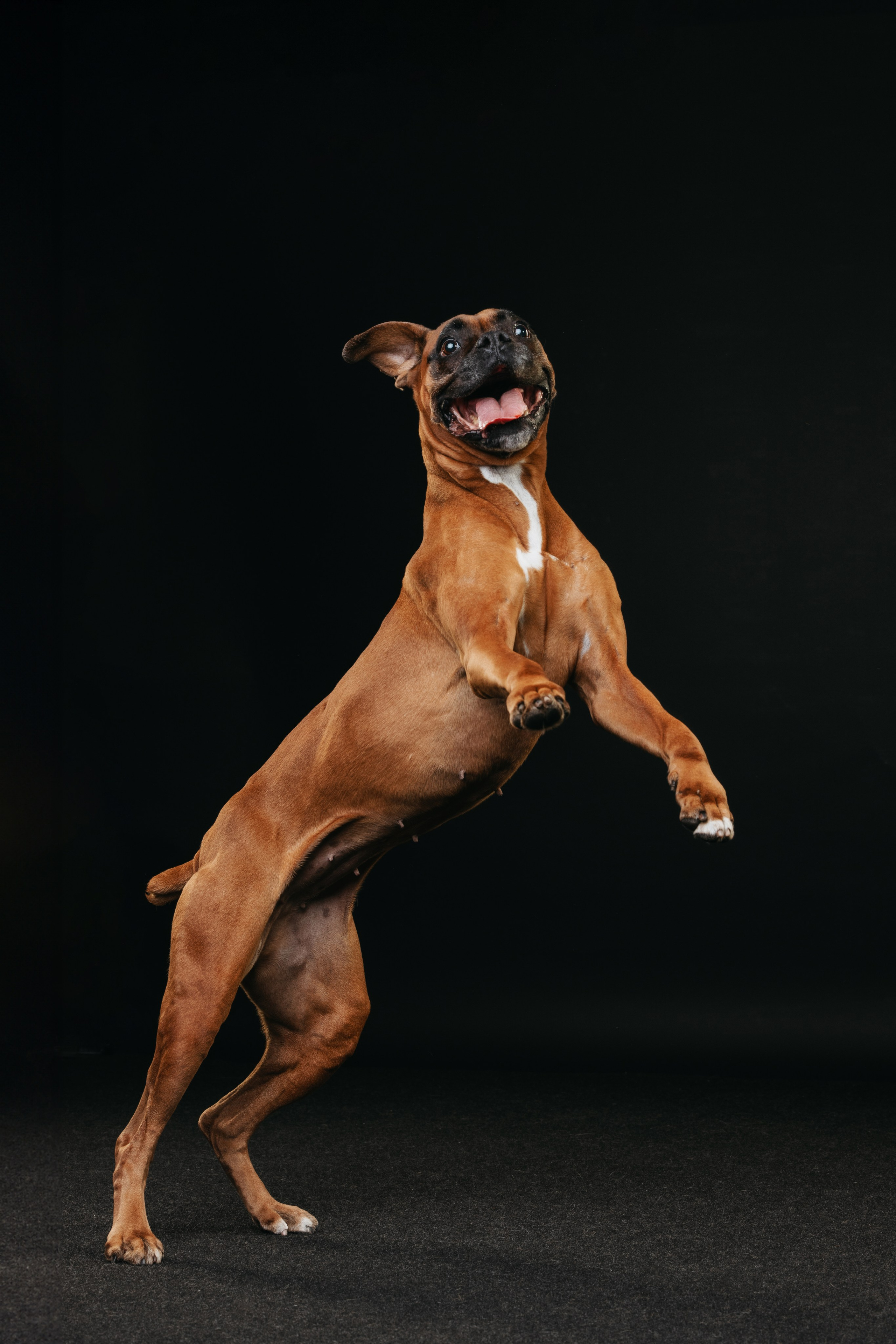 Боксер Челси. Фотограф анималист Осипчикова Мария