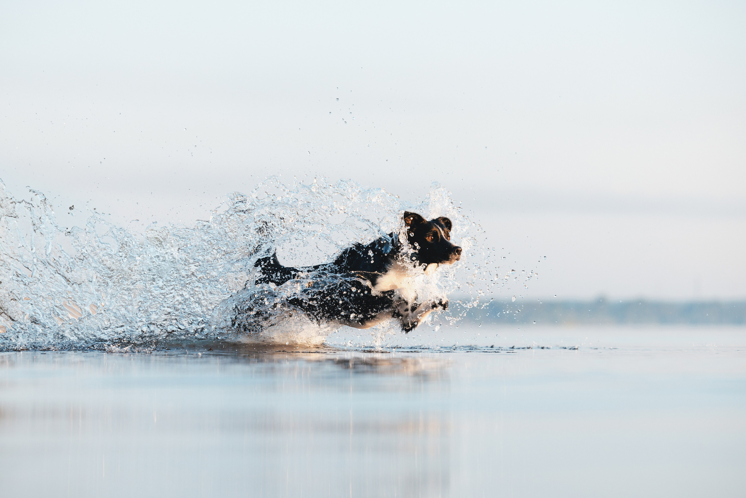 Токи, Янки, Лось, Мако и Рин. Фотограф анималист Осипчикова Мария
