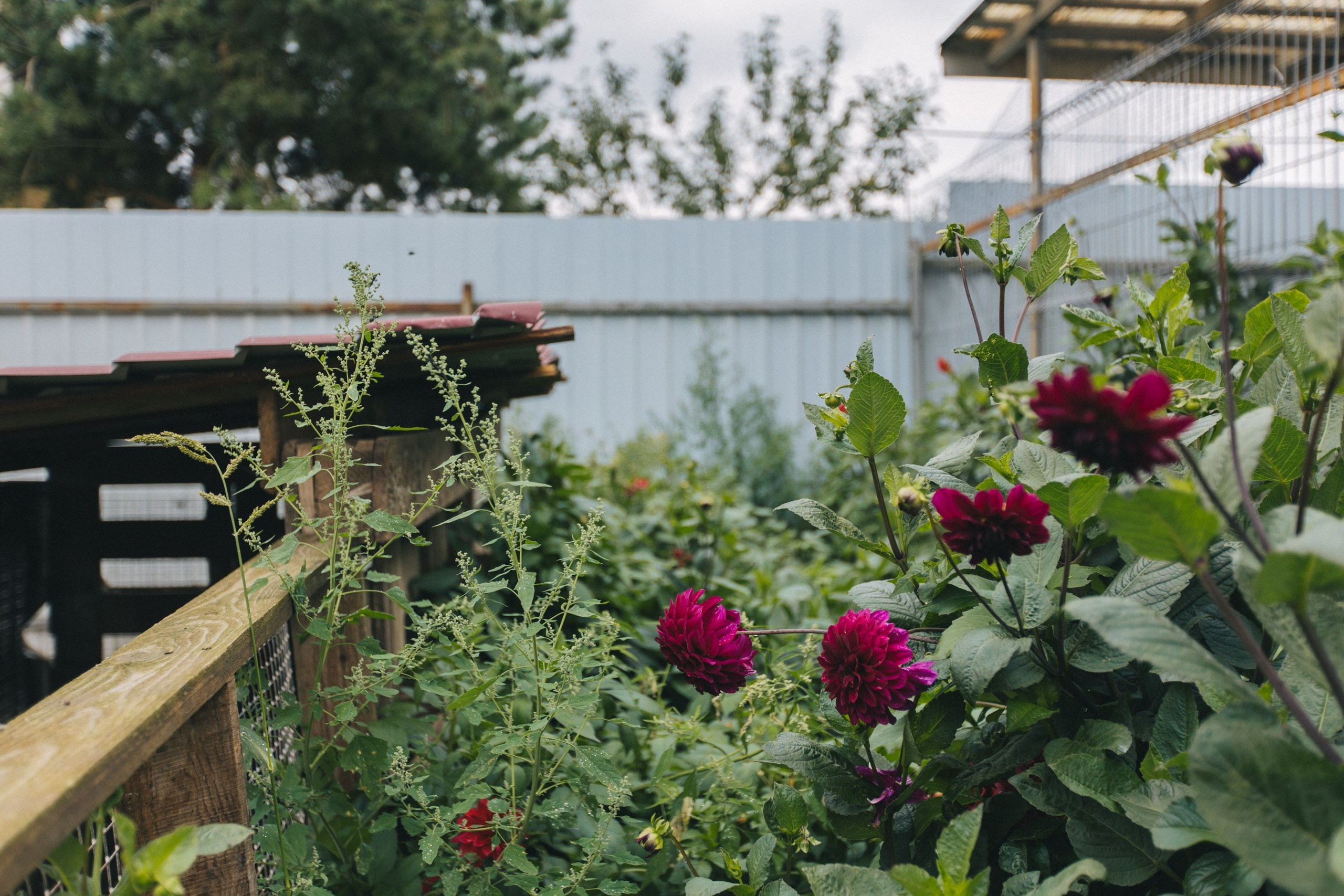 Любовь и Голуби. Обо мне