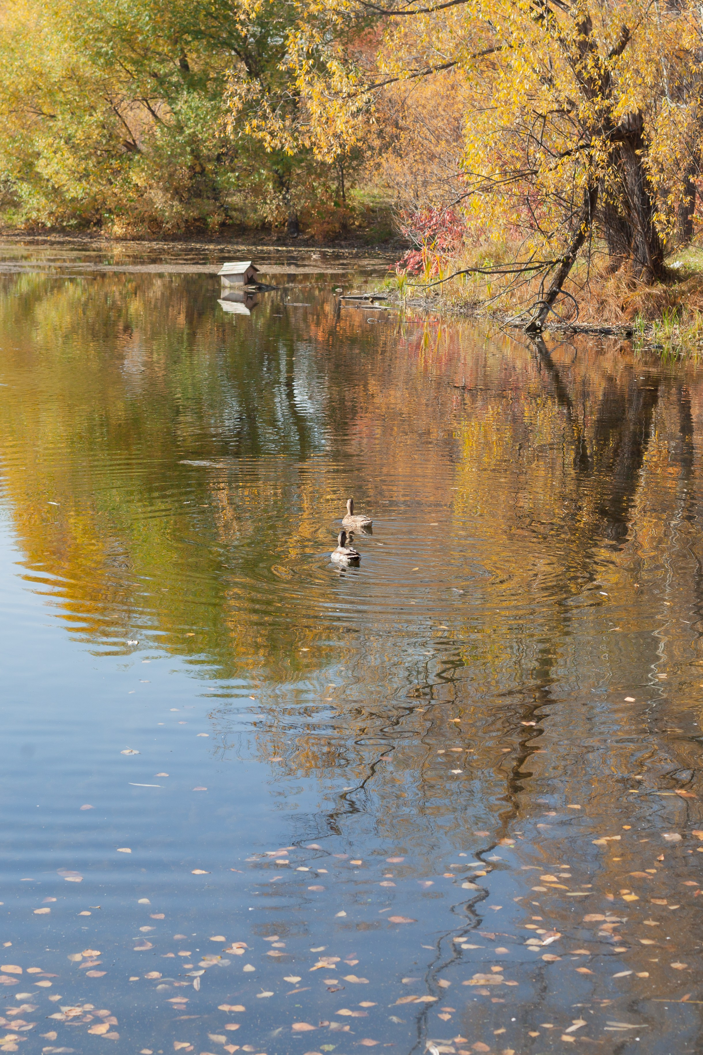 Осенние листья. Фотограф в Томске Евгения Гуляева