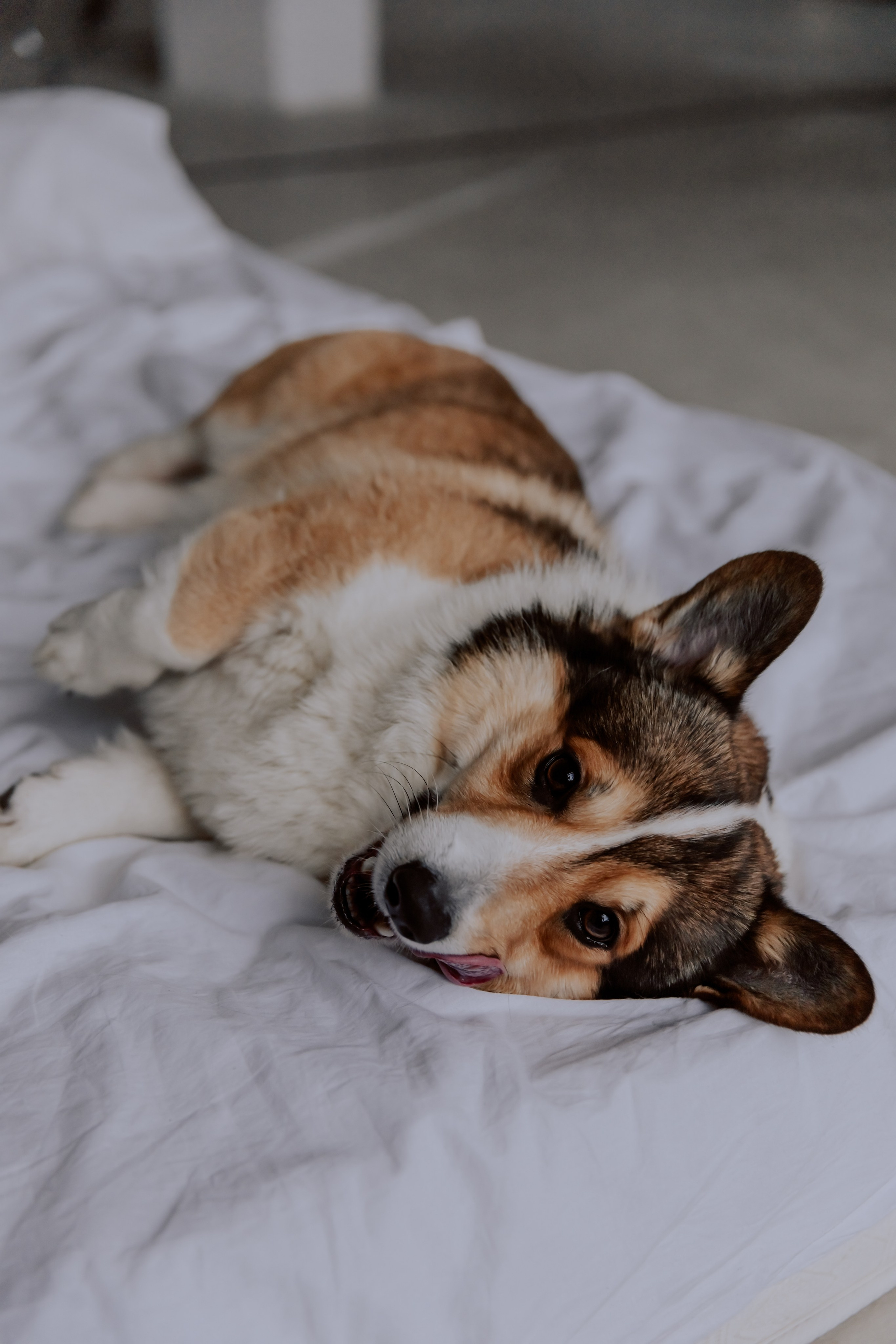 Саша, Илья и песик Кураж. Фотограф, который снимает любовь в Санкт-Петербурге и Череповце