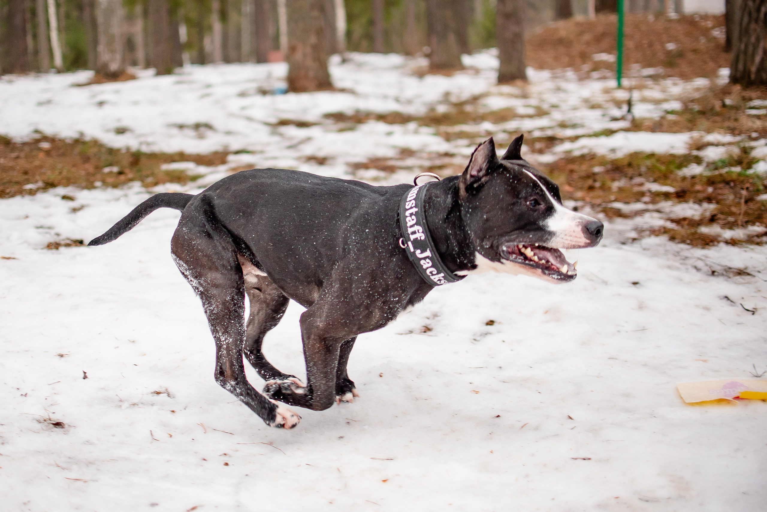 Фотосъёмка с собаками в Кинологическом лагере. Фотограф Макс Огурцов в Нижнем Новгороде
