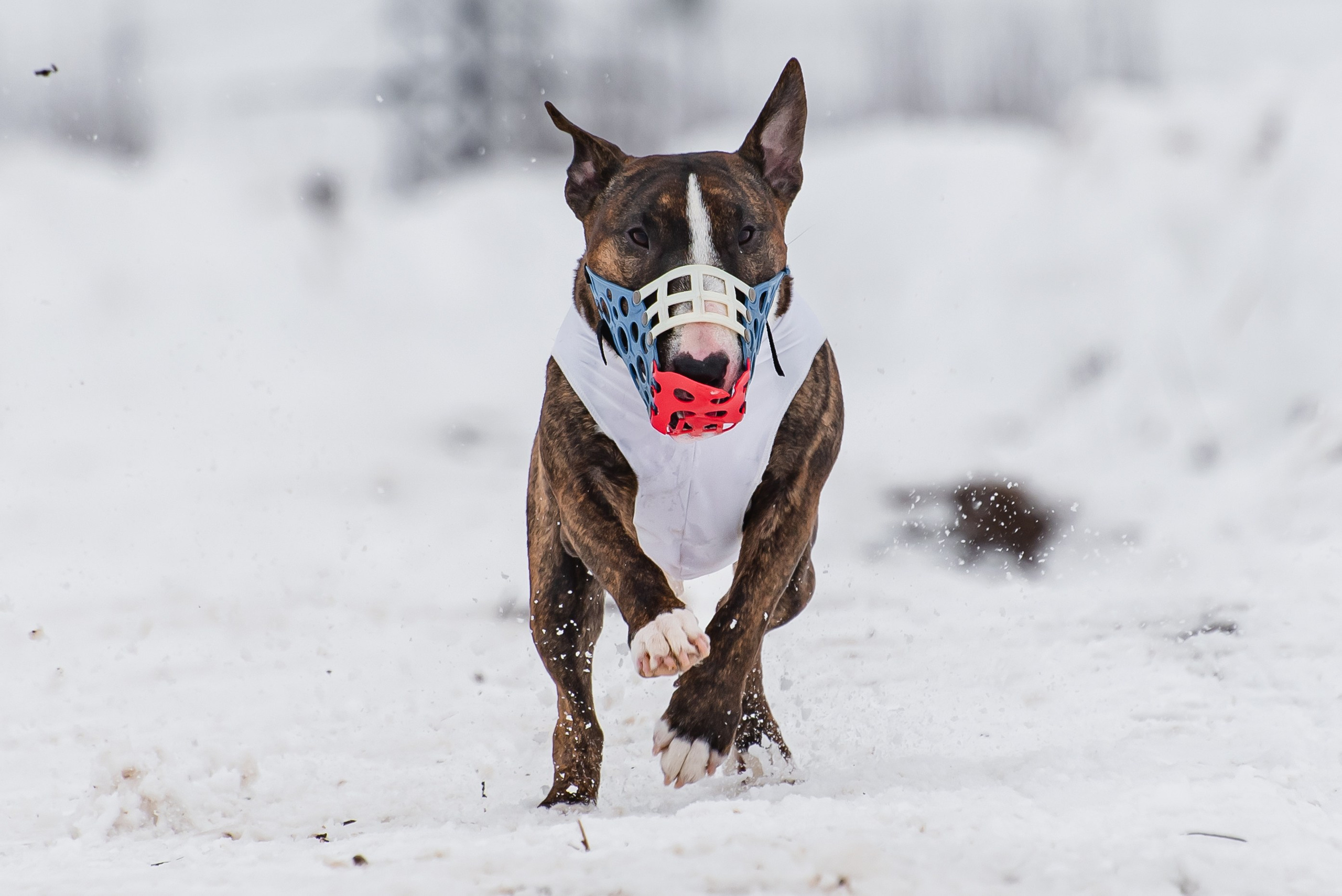 Спортивный фотограф анималист курсинг. Фотограф Макс Огурцов в Нижнем Новгороде