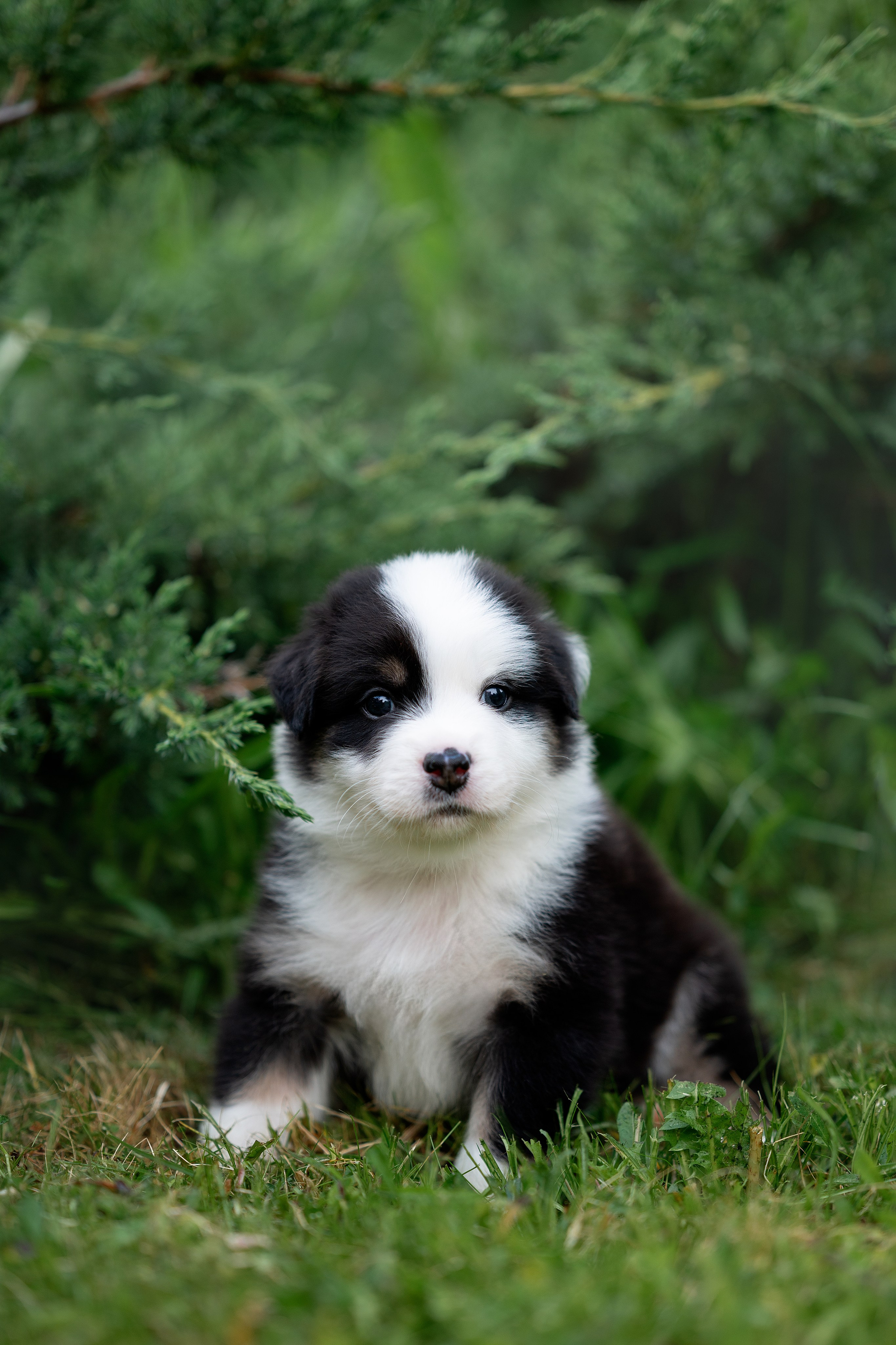 Заводчик Елизавета Степанова. Творческий фотограф Вологда