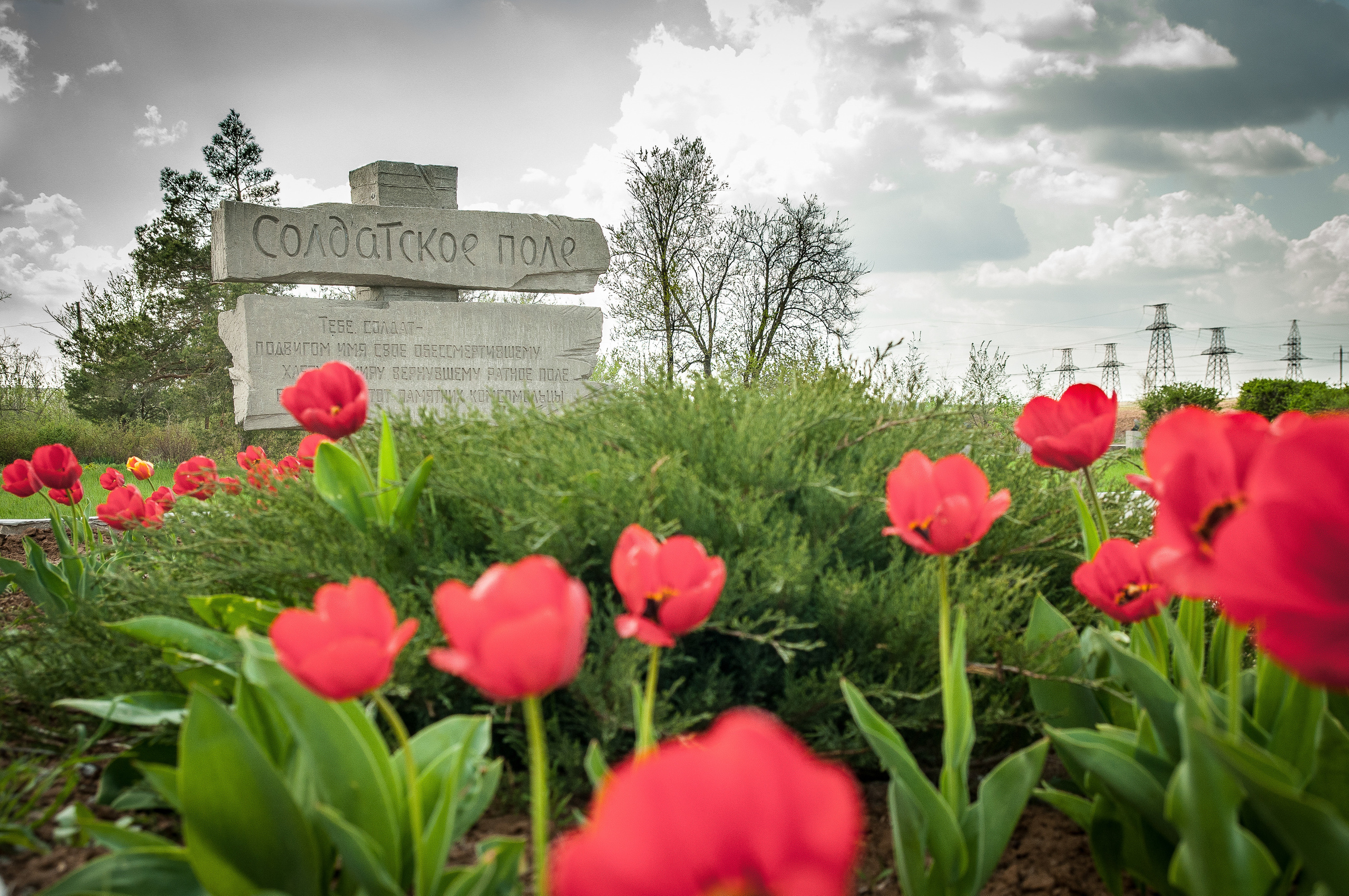 Красные маки на Солдатском поле на фоне монумента