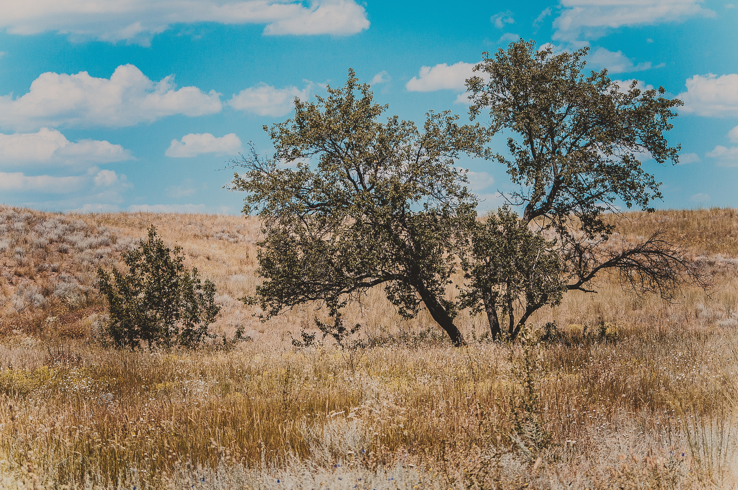 Деревья стоят в степи под голубым небом