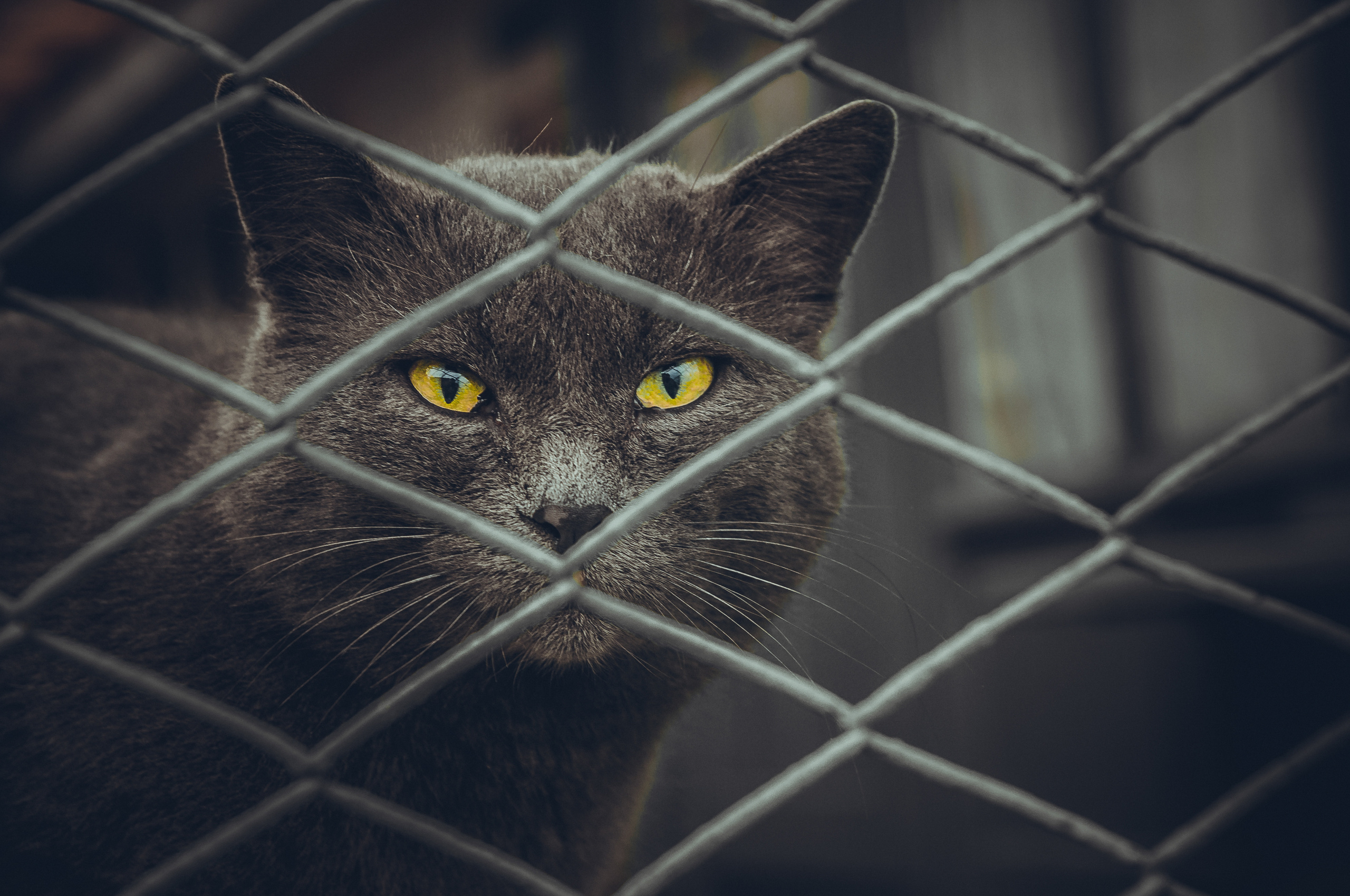 Черный толстый кот с жёлтыми глазами за сеткой