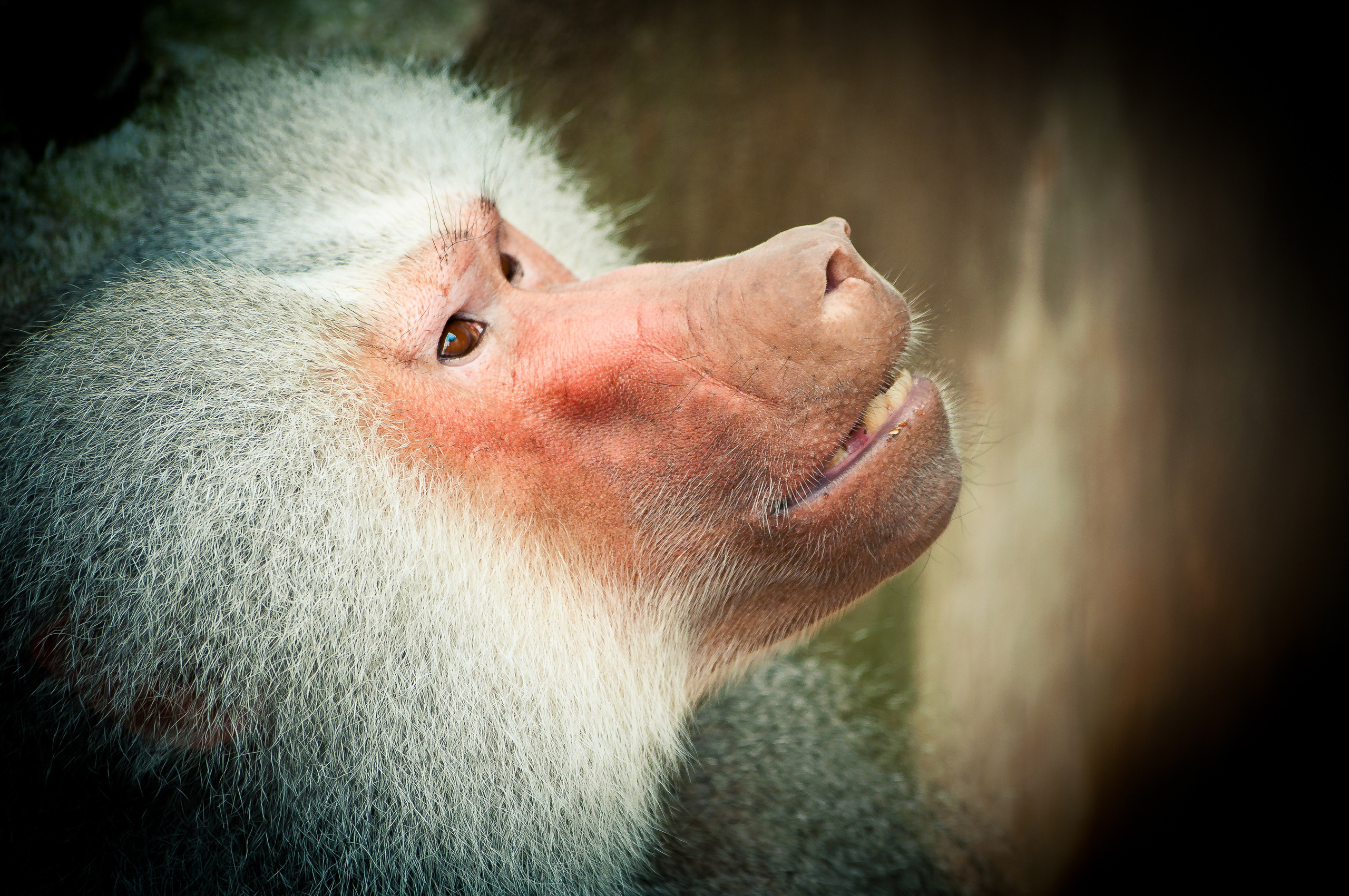 Павиан смотрит в небо