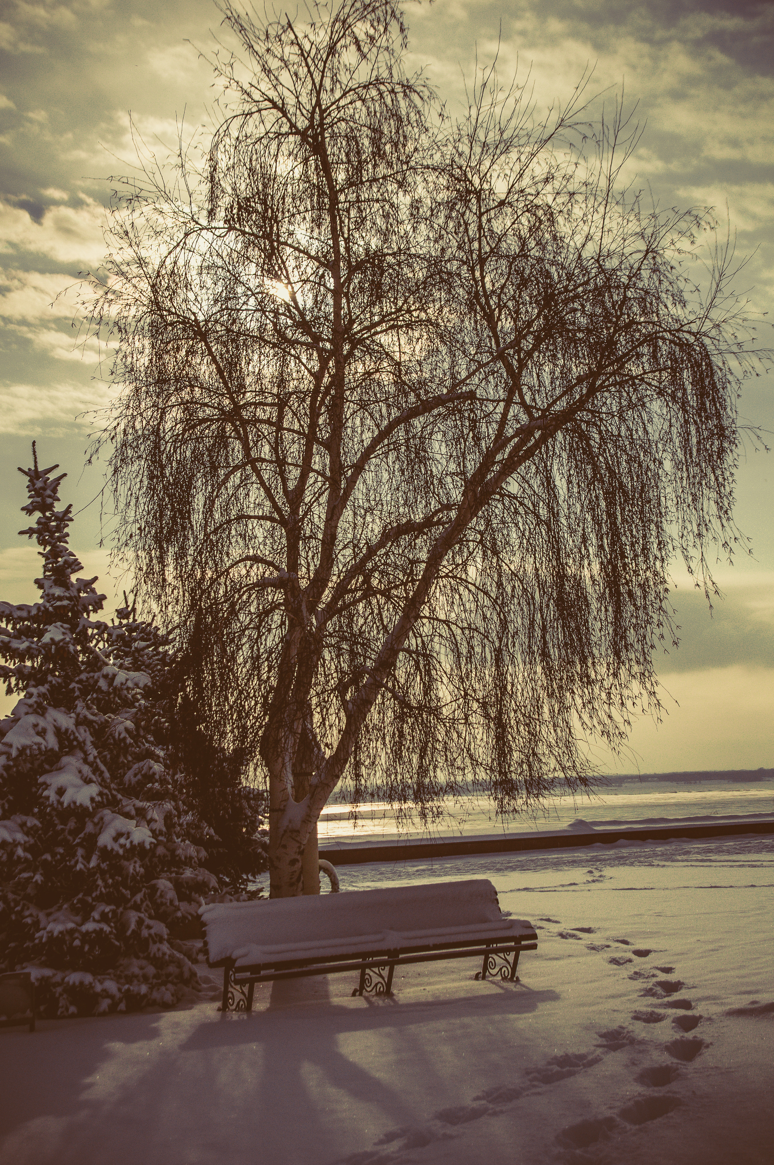 Скамейка под заснеженным деревом в лучах солнца