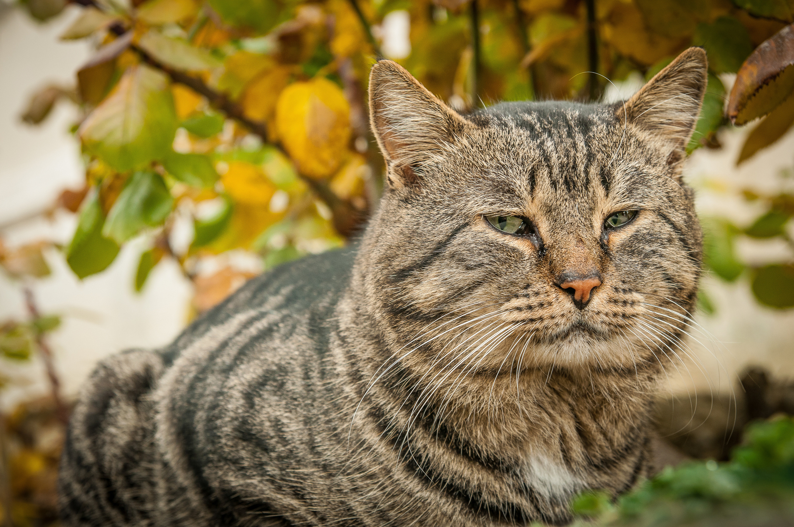 Толстый полосатый кот на фоне осеннего дерева