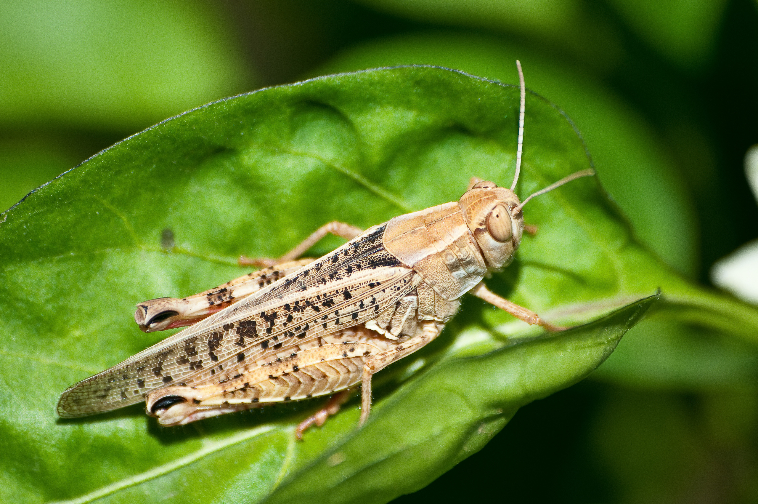 Серый кузнечик сидит на зелёном листе
