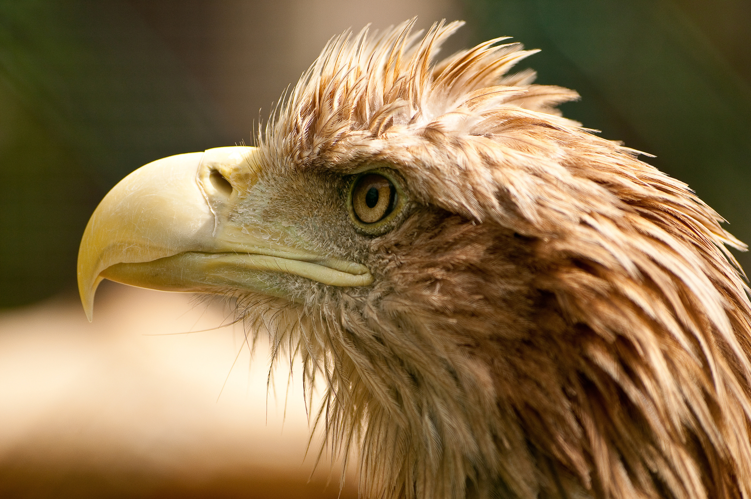 Голова орла с желтым мощным клювом