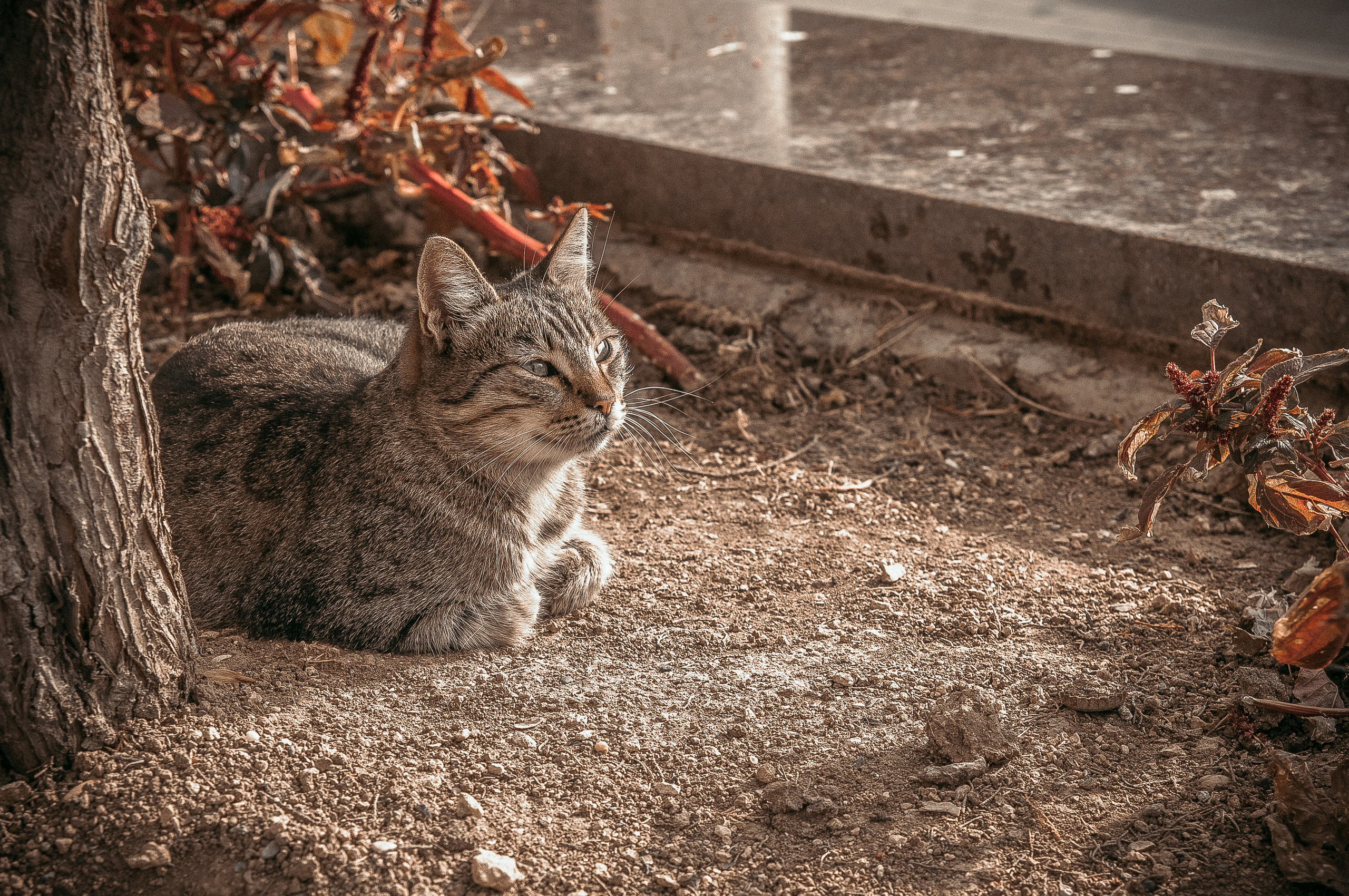 Серый кот лежит на земле под деревом
