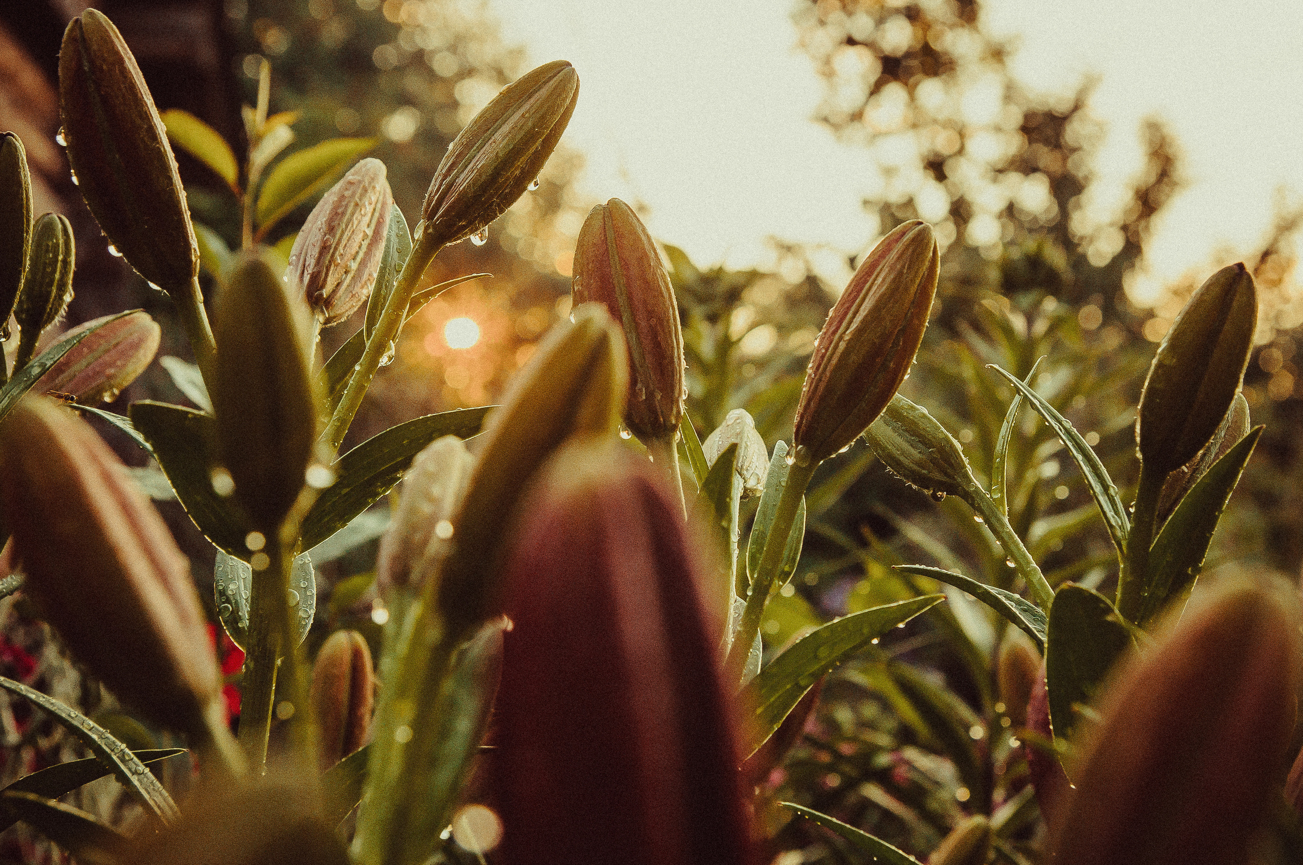 Закат солнца через заросли лилий