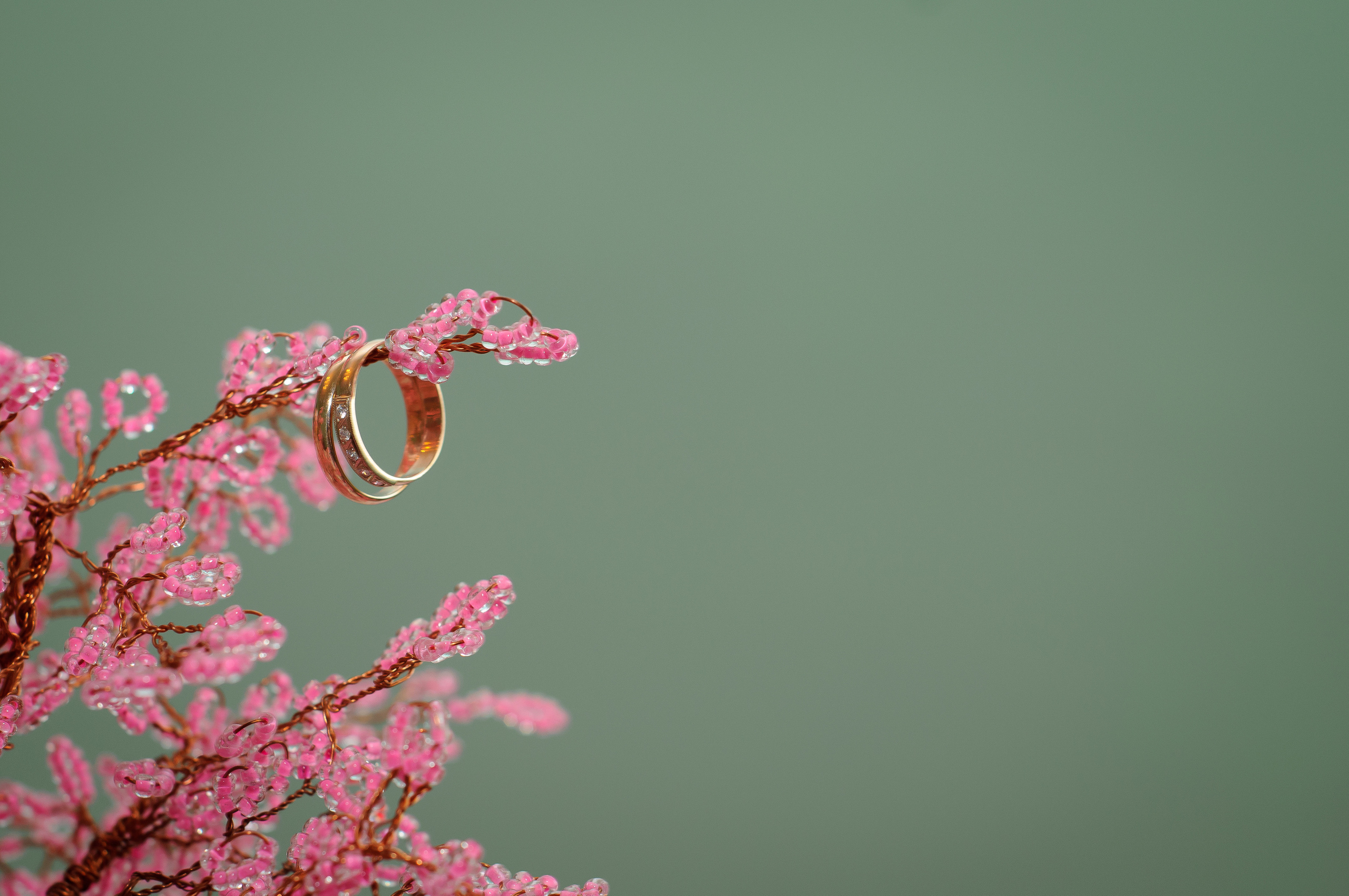 Обручальные кольца висят на веточке с розовыми цветками