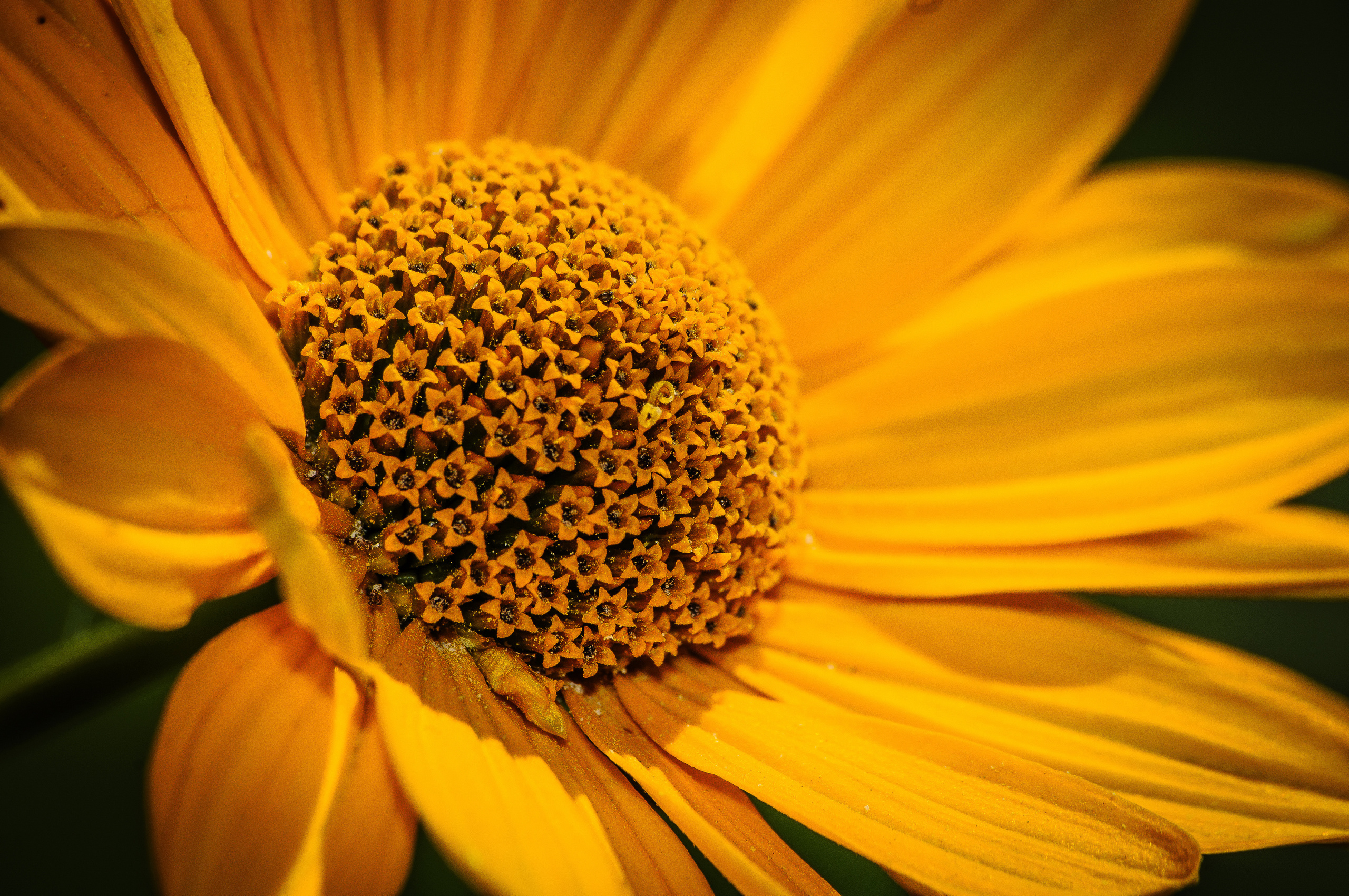 Макро жёлтого цветка