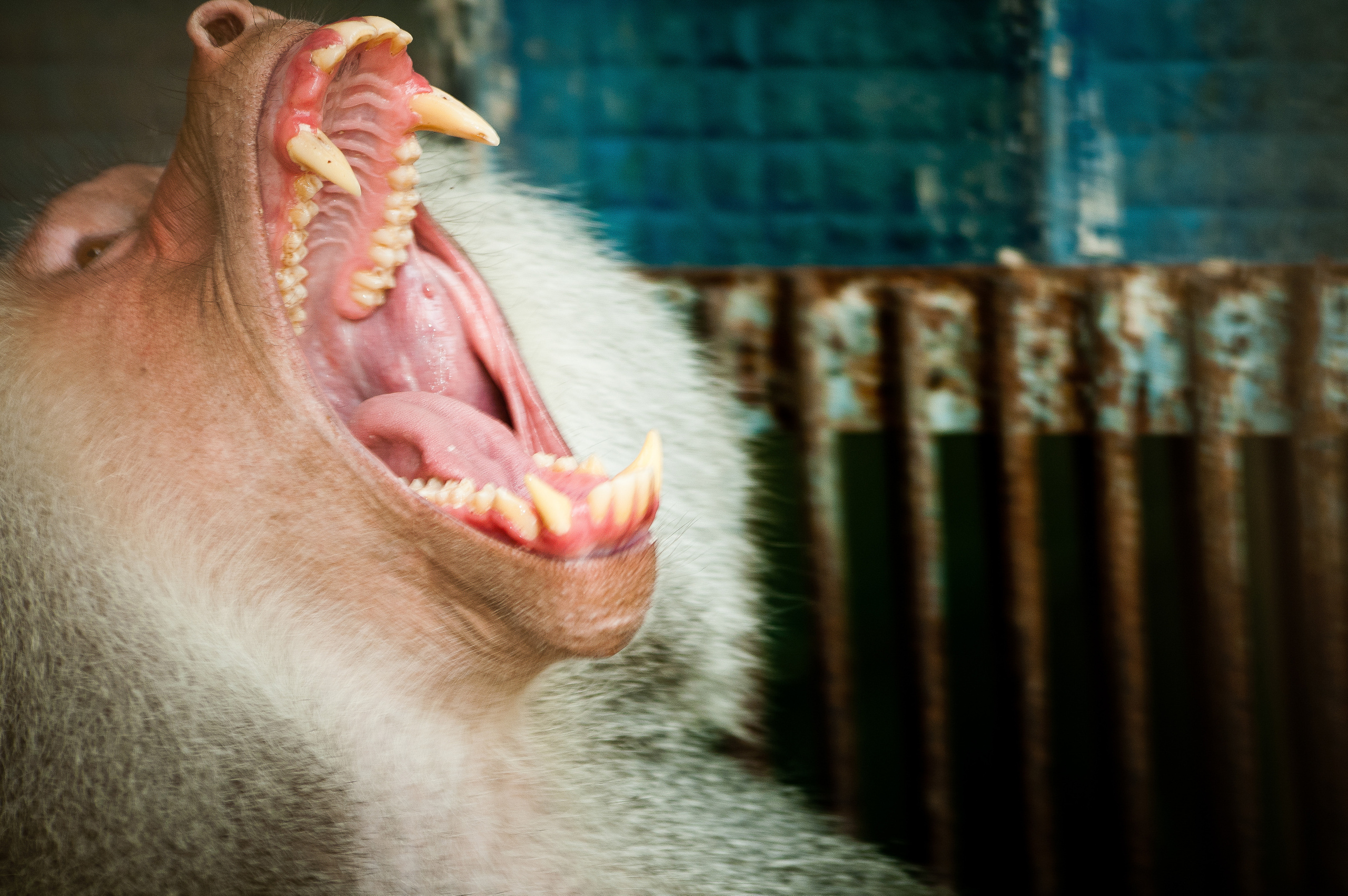 Павиан рычит, раскрыв рот с огромными клыками