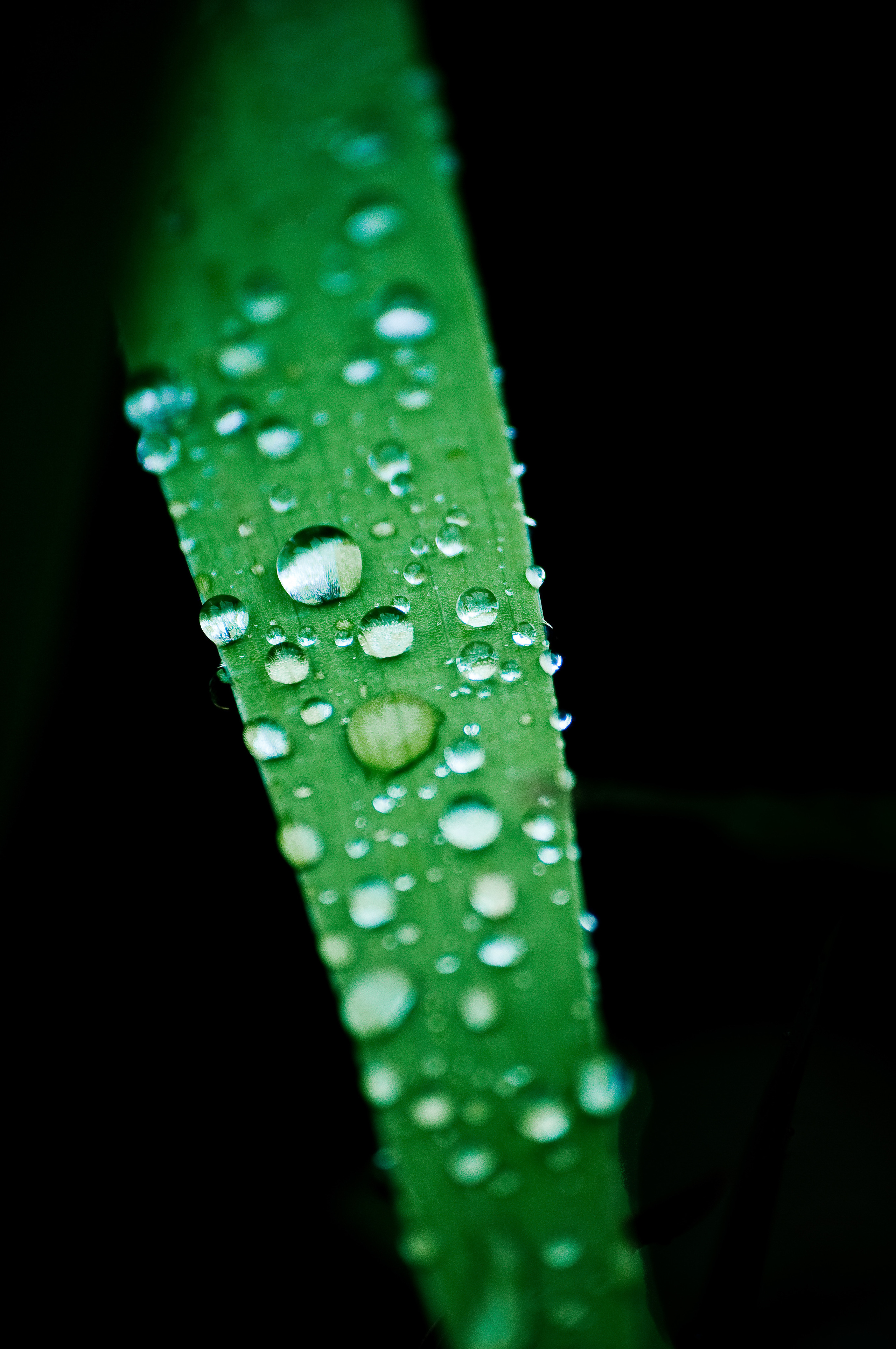 Капли росы на длинном листе растения