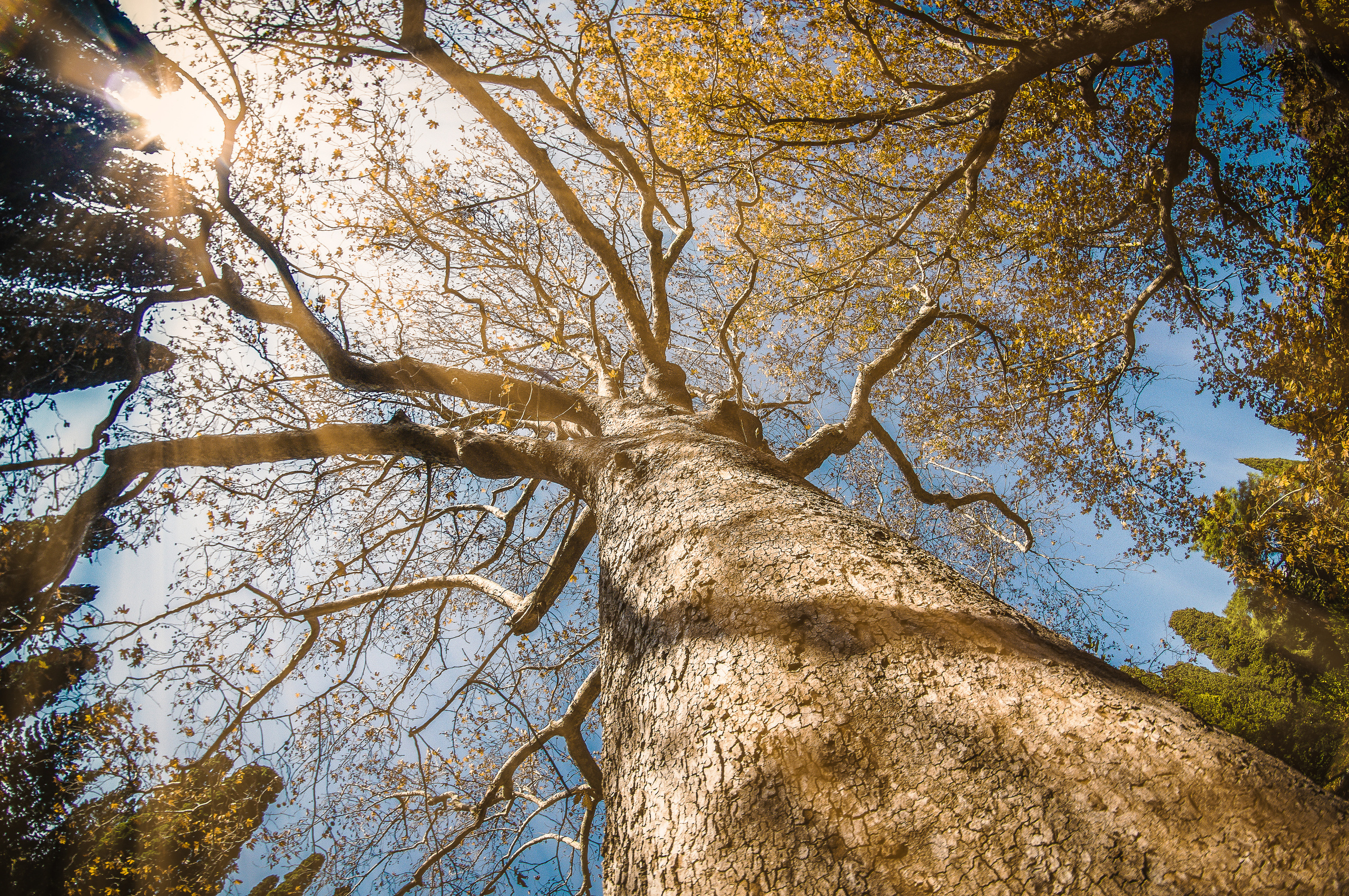Огромное дерево устремилось в голубое небо