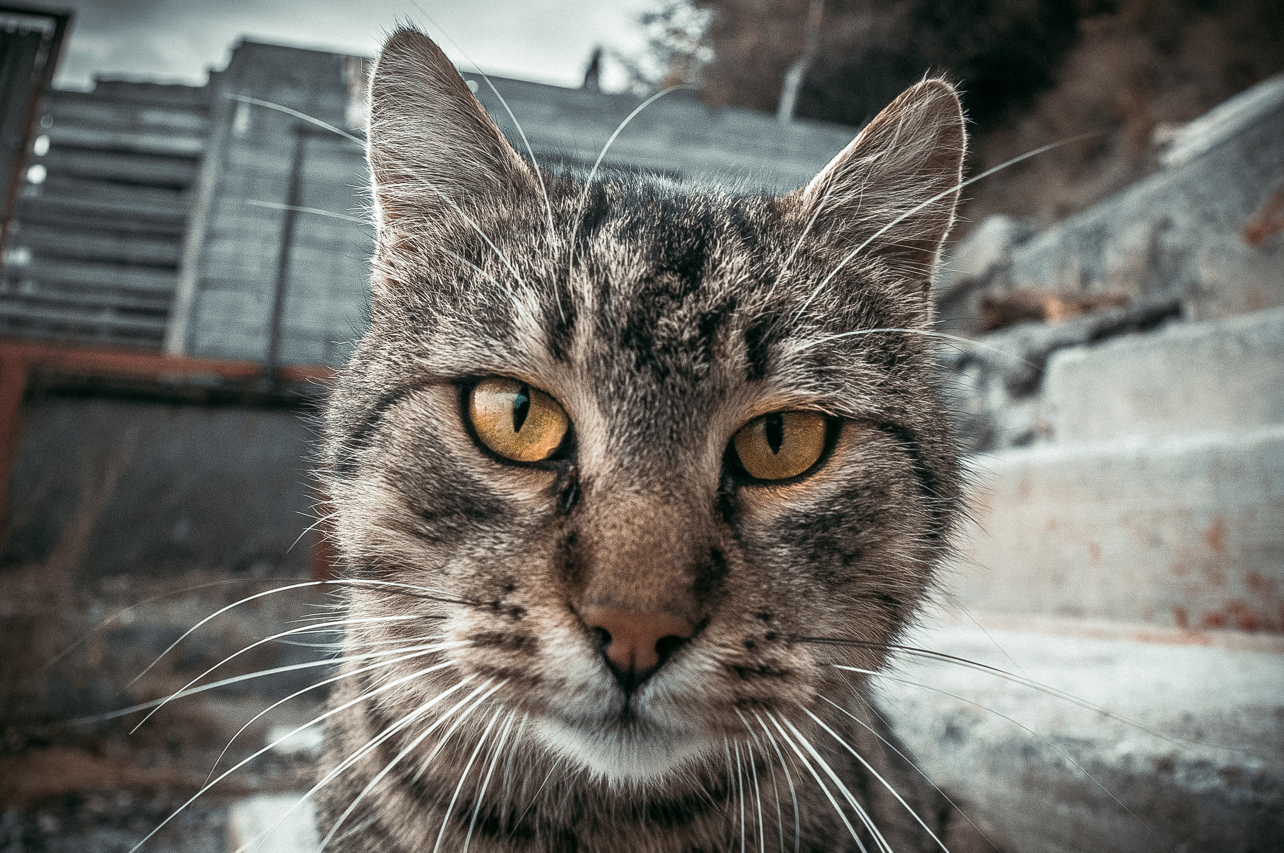 Серый полосатый кот с рыжими глазами смотрит в камеру