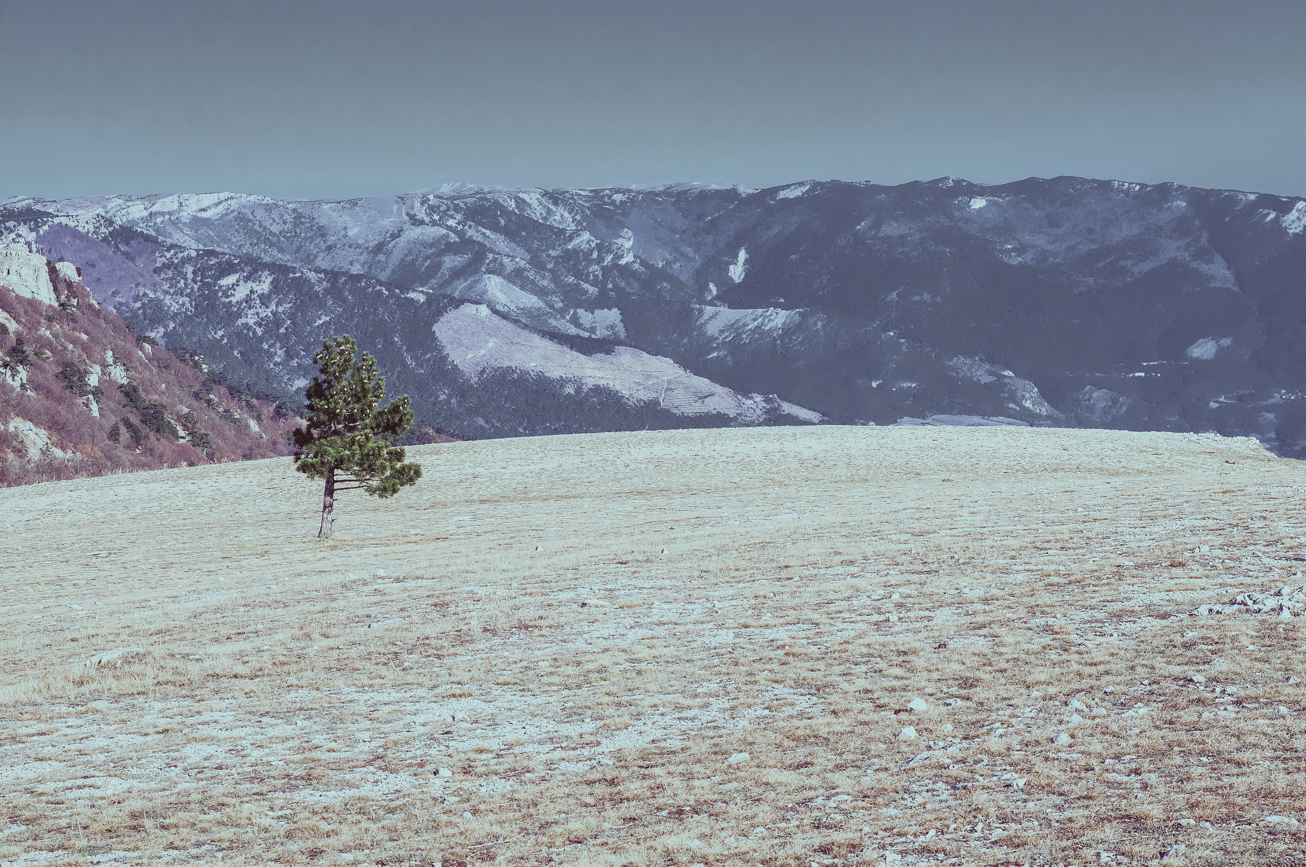 Одинокое дерево в поле на фоне гор