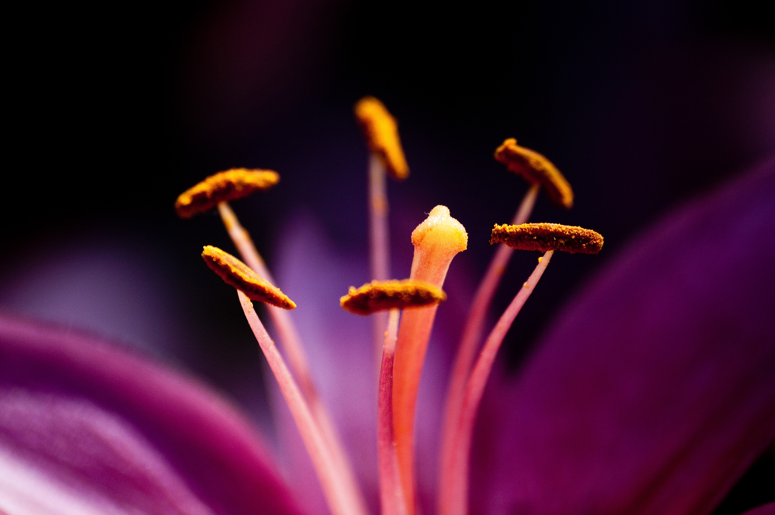 Пестик и тычинки пиона крупным планом